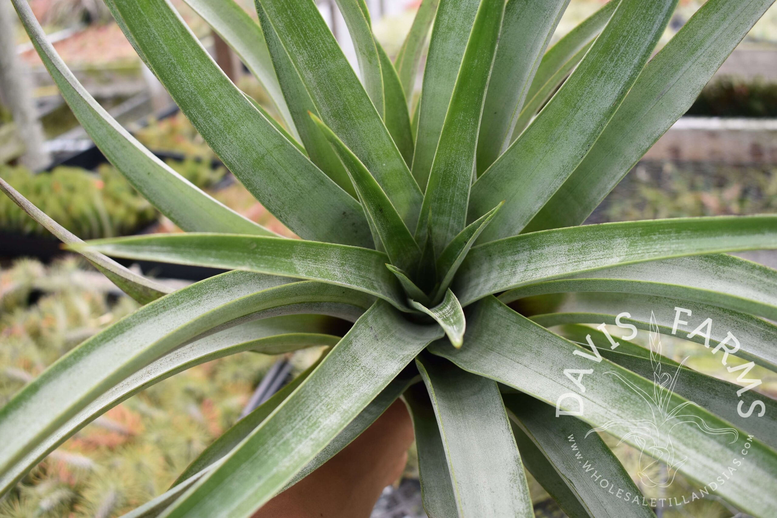 Tillandsia secunda