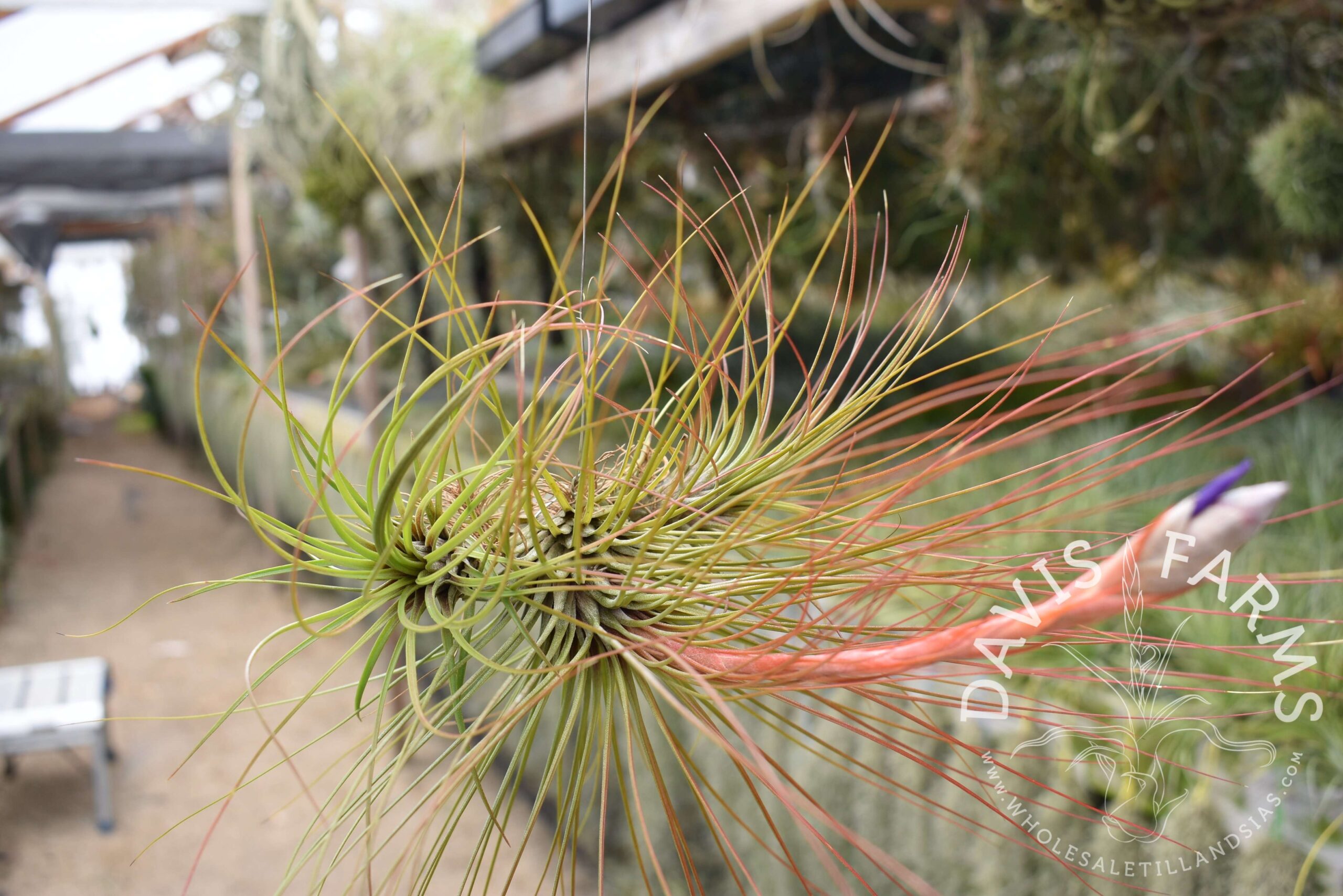 Tillandsia juncifolia red hybrid