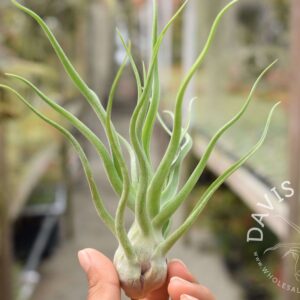 Tillandsia bulbosa X streptophylla 'showtime'