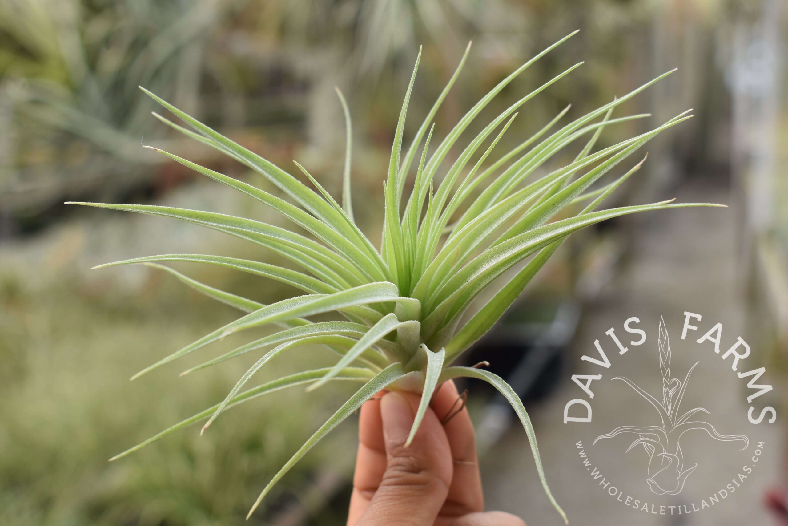 Tillandsia geminiflora, Grey form