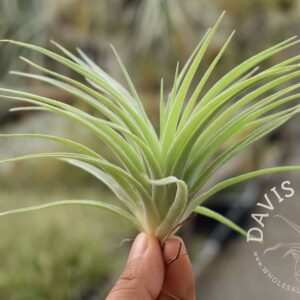 Tillandsia geminiflora, Grey form