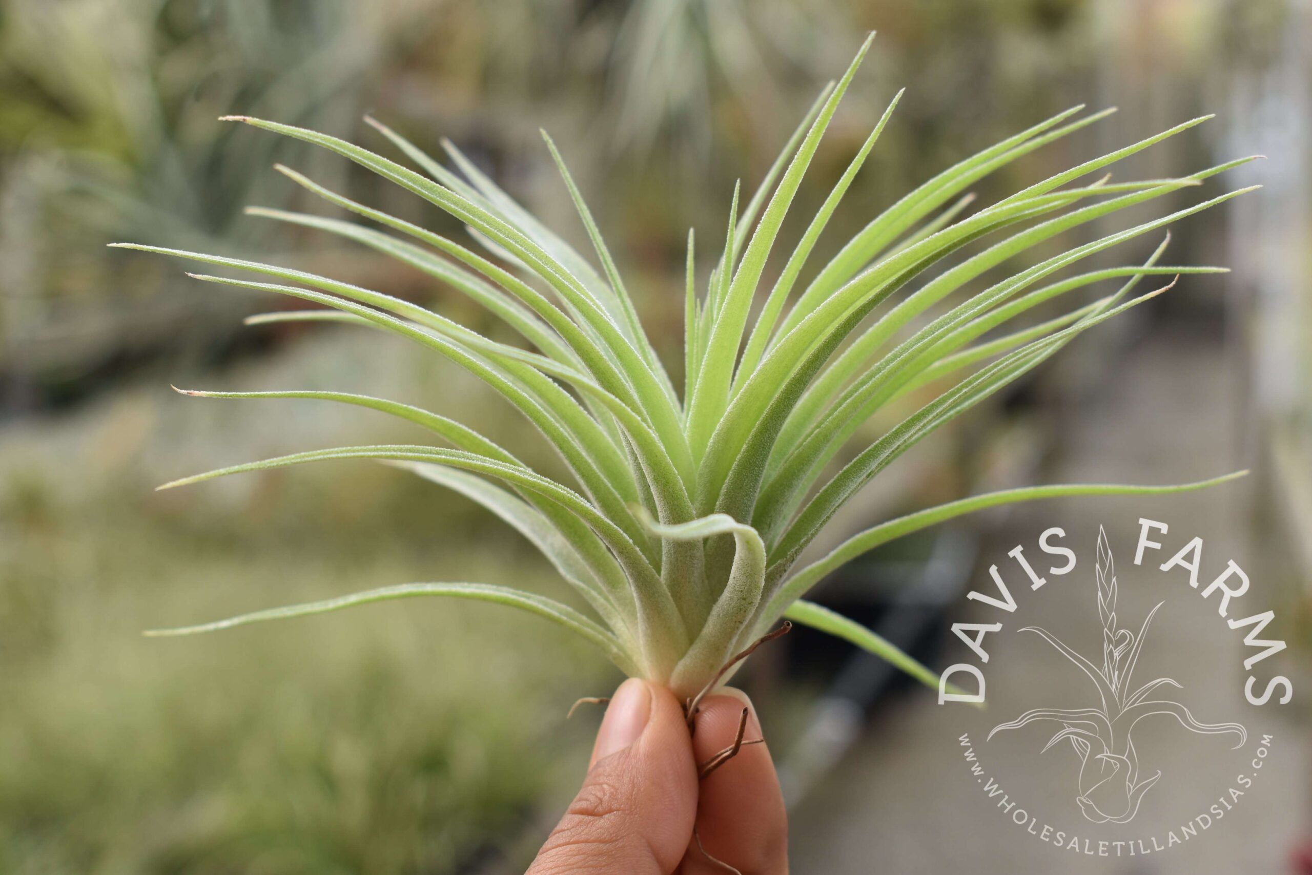 Tillandsia geminiflora, Grey form