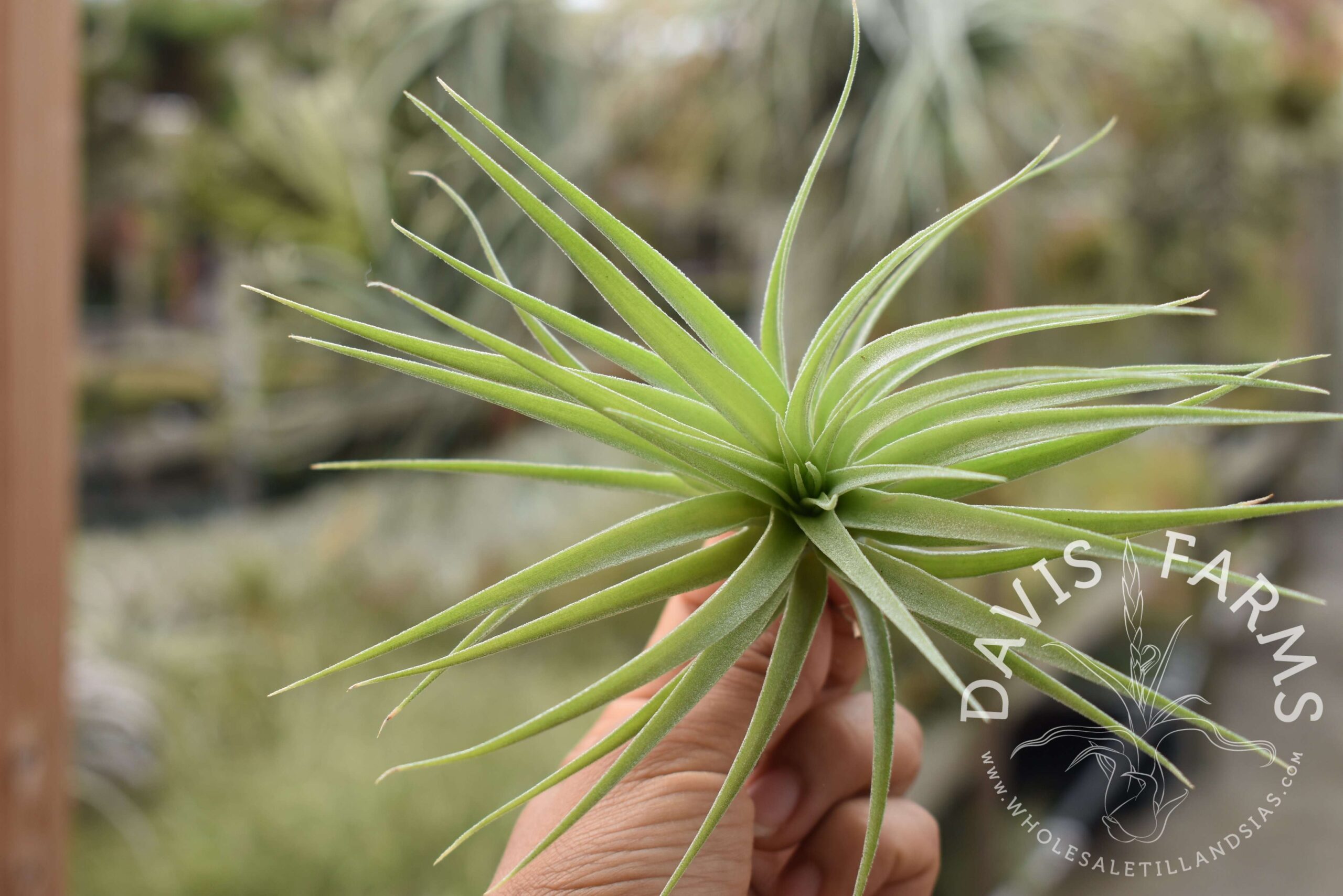 Tillandsia geminiflora, Grey form