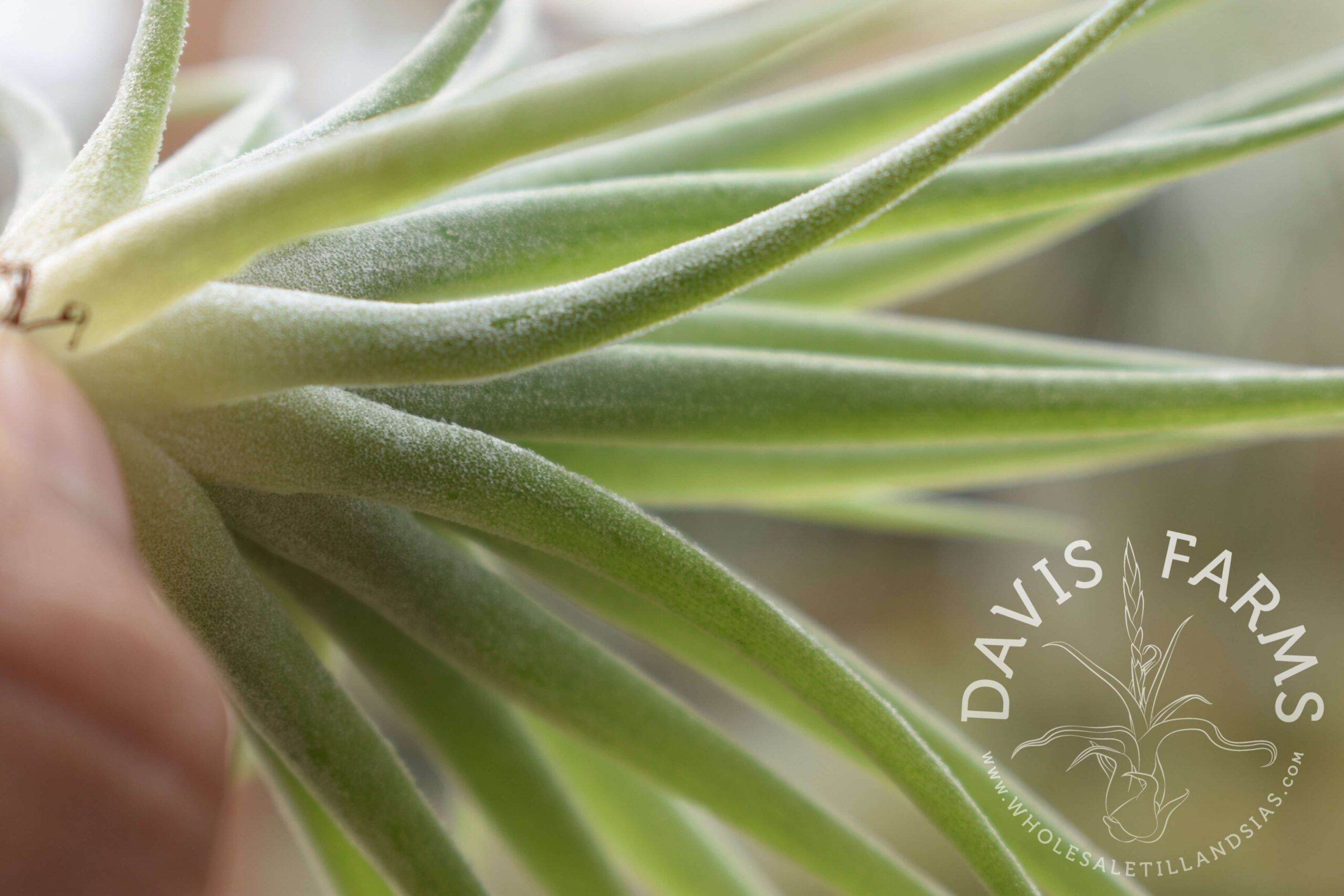 Tillandsia geminiflora, Grey form