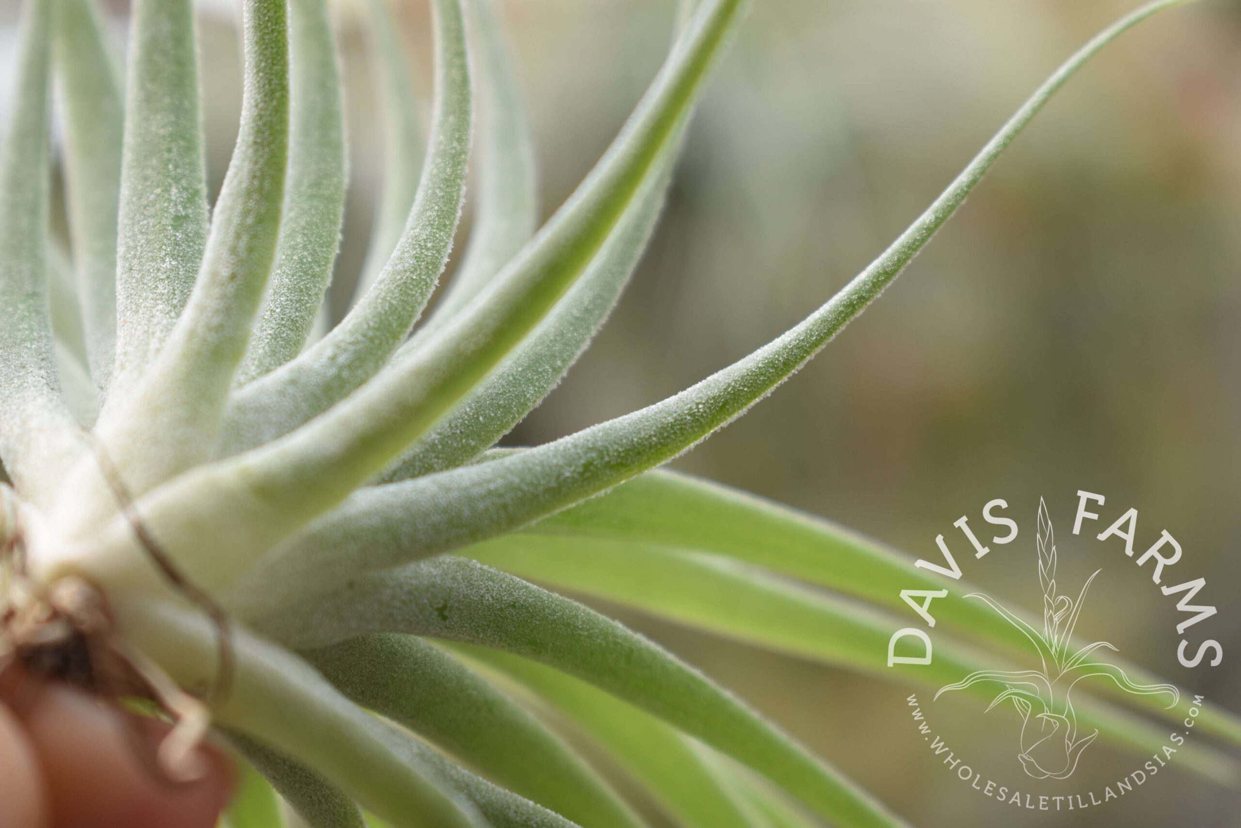 Tillandsia geminiflora, Grey form