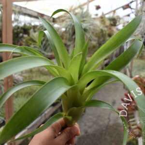 Tillandsia romeroi var. gruberi