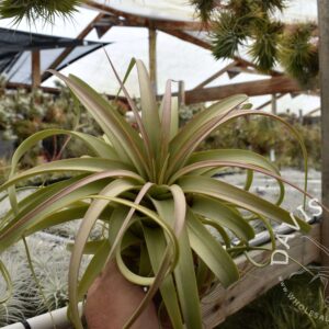 Tillandsia rothii x xerographica 'Upper Class'