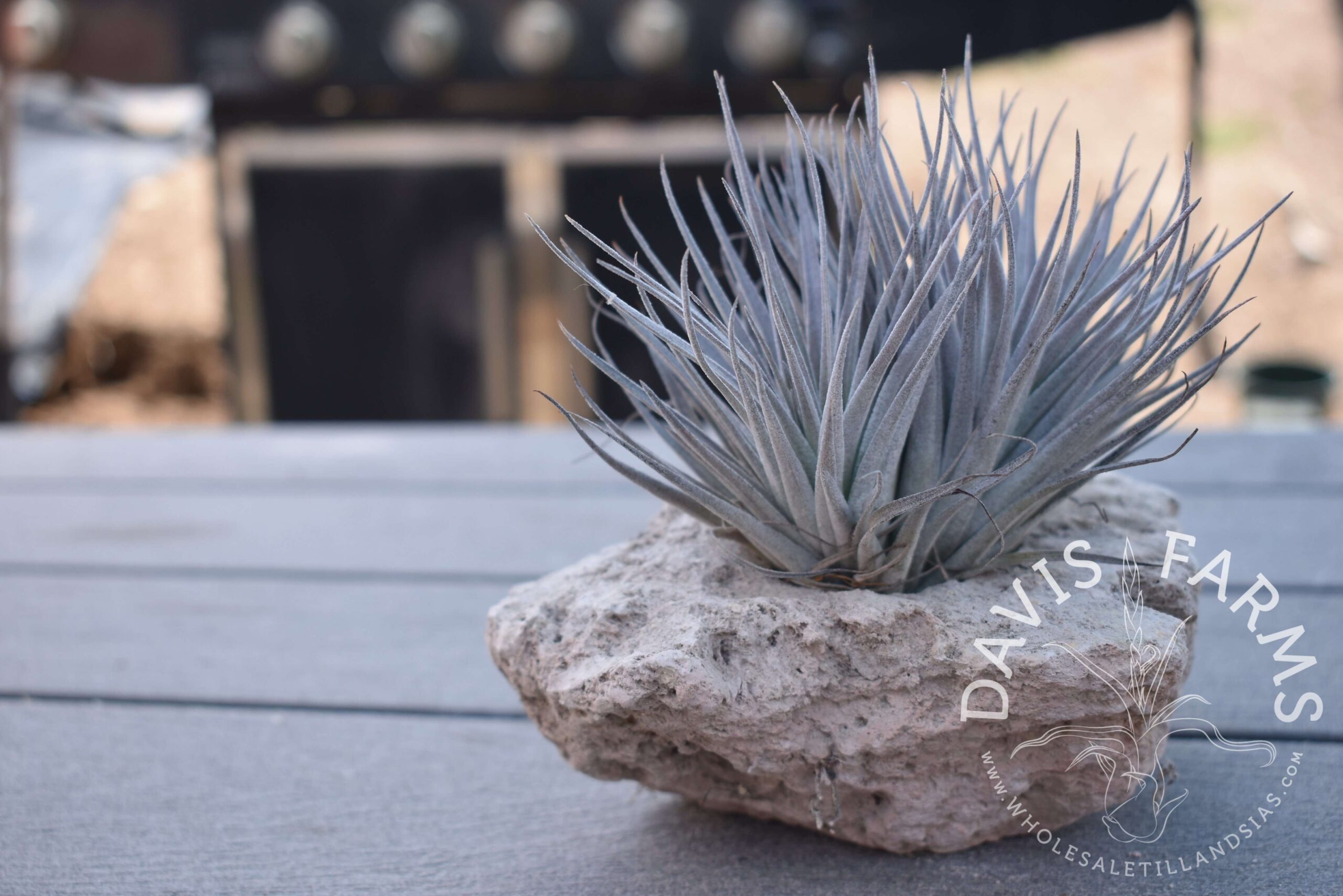 Tillandsia Houston red princess