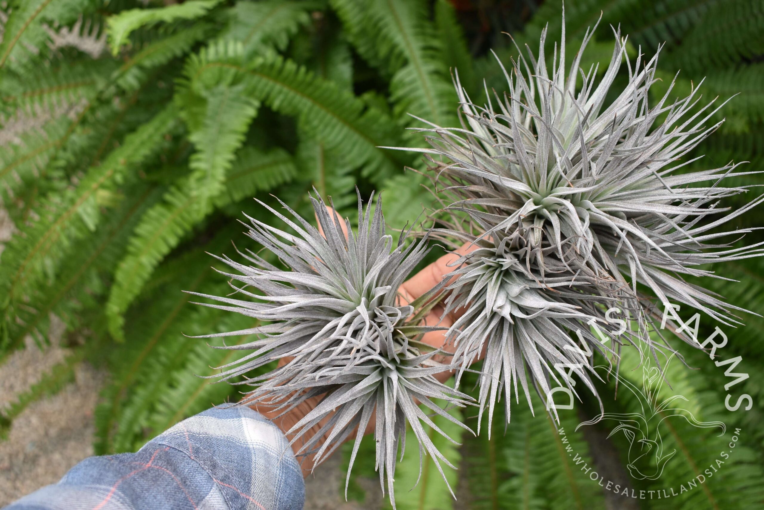 Tillandsia Houston red princess