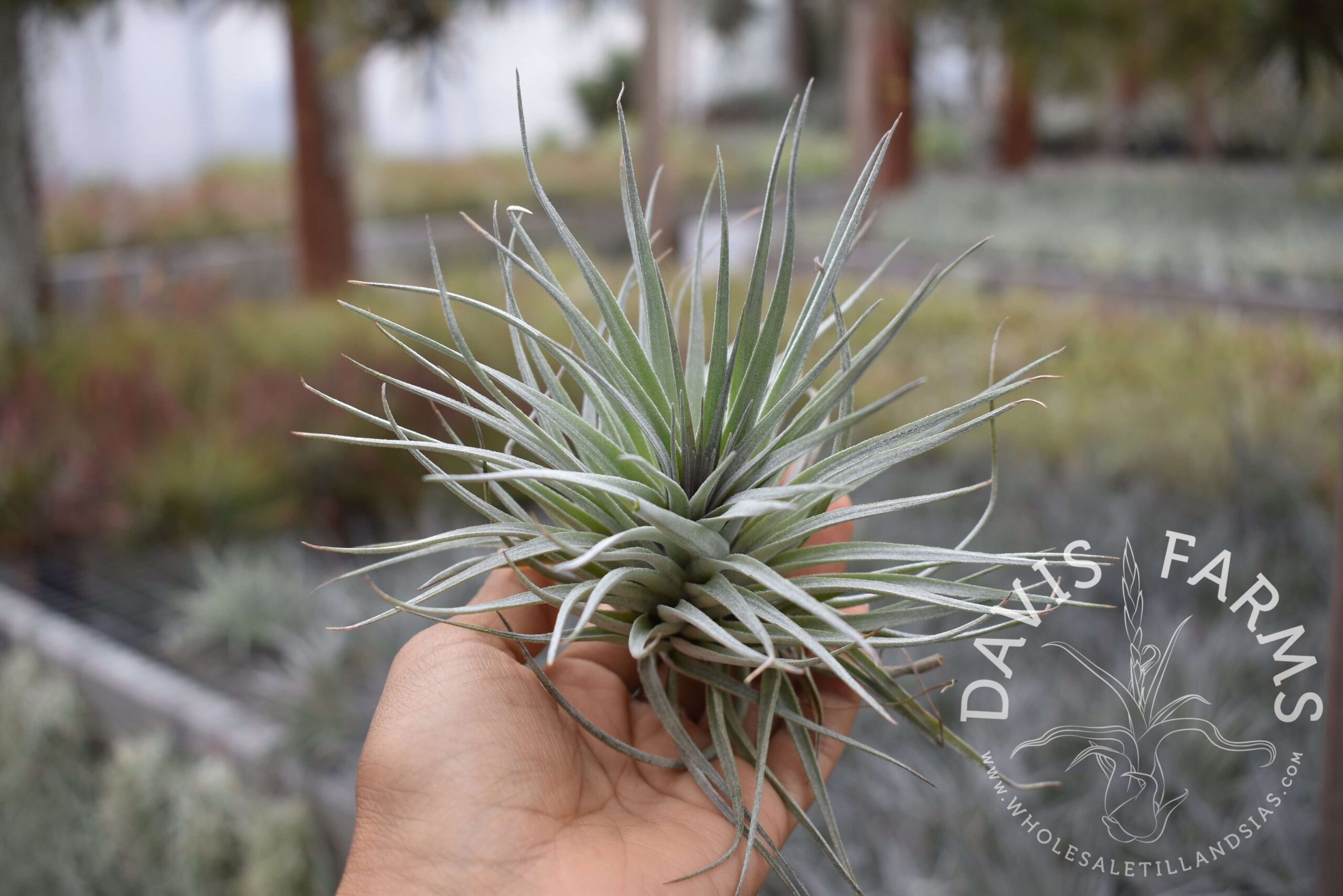 Tillandsia Houston red princess