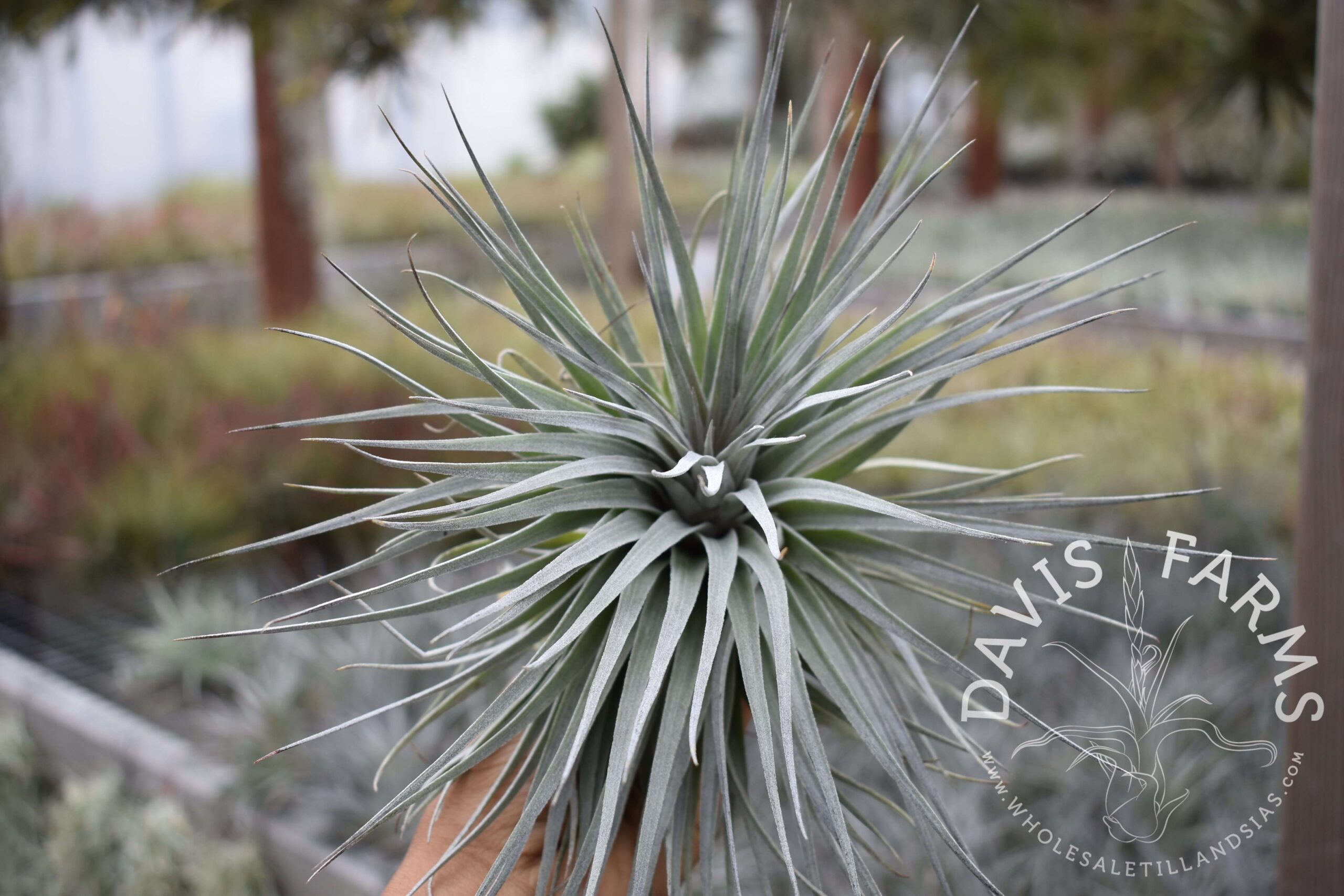 Tillandsia Houston red princess