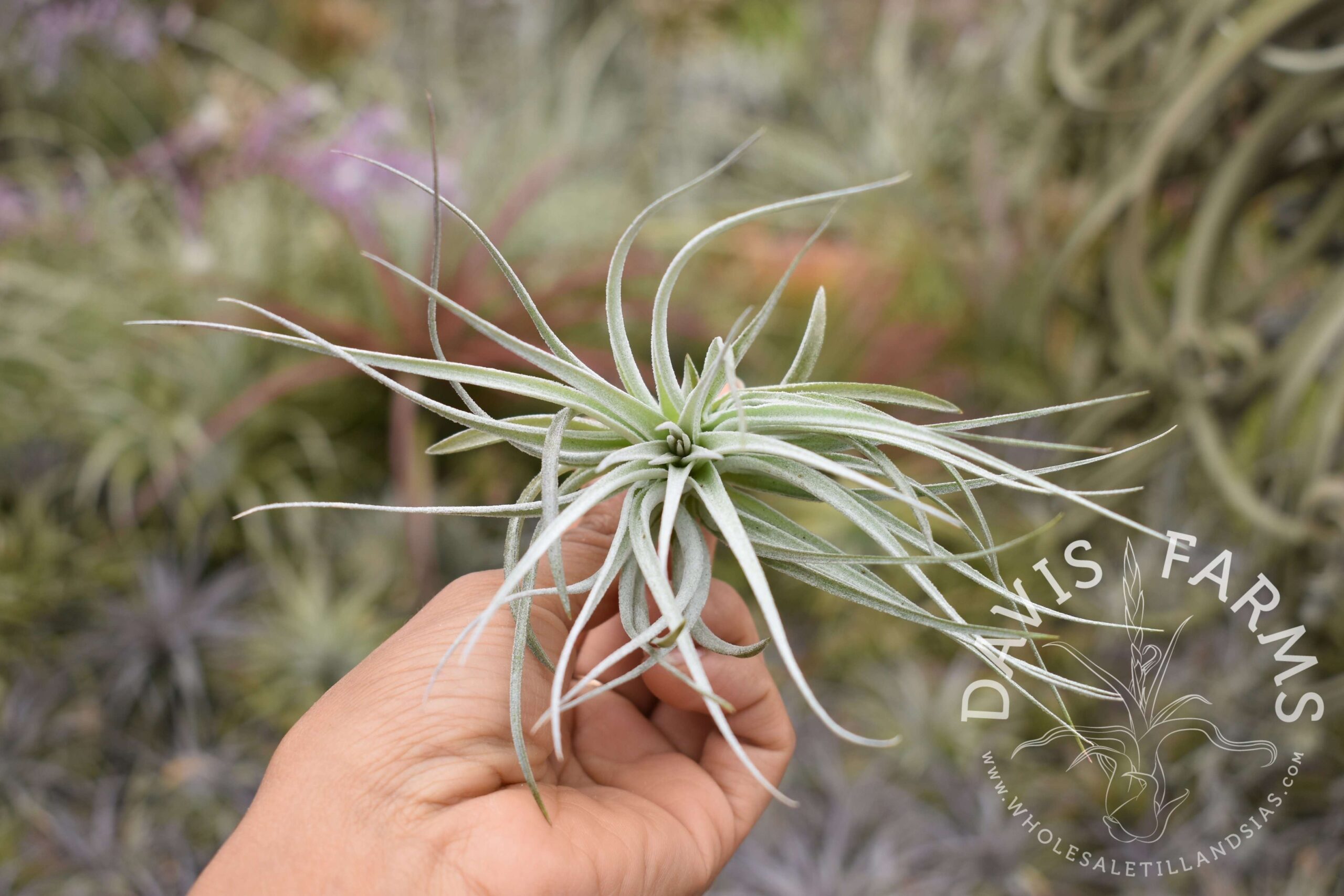 Tillandsia Houston Cotton Candy