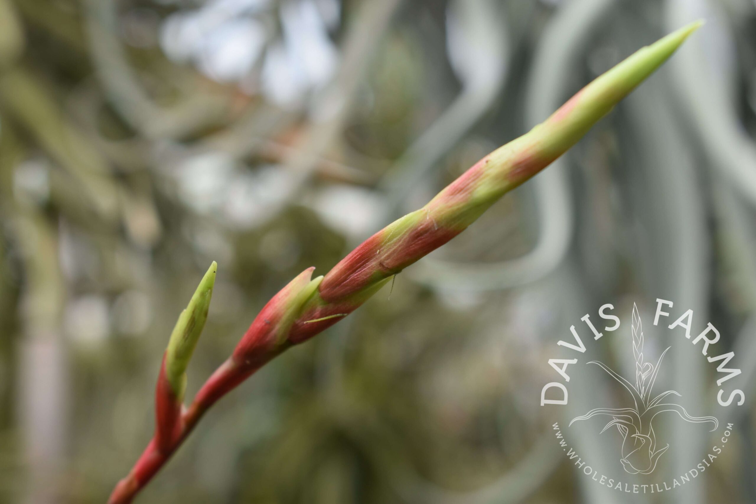 Vriesea corcovadensis