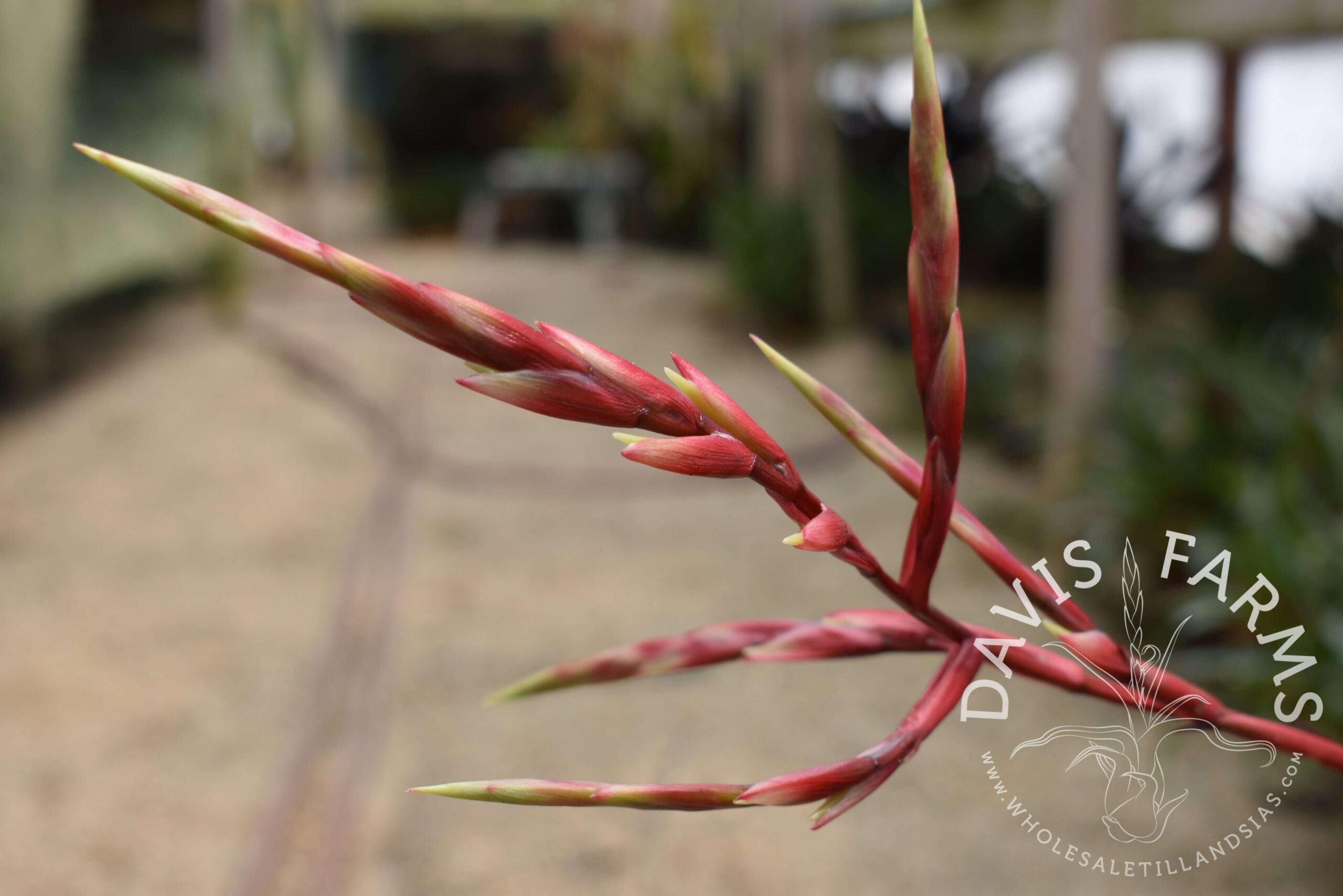 Vriesea corcovadensis