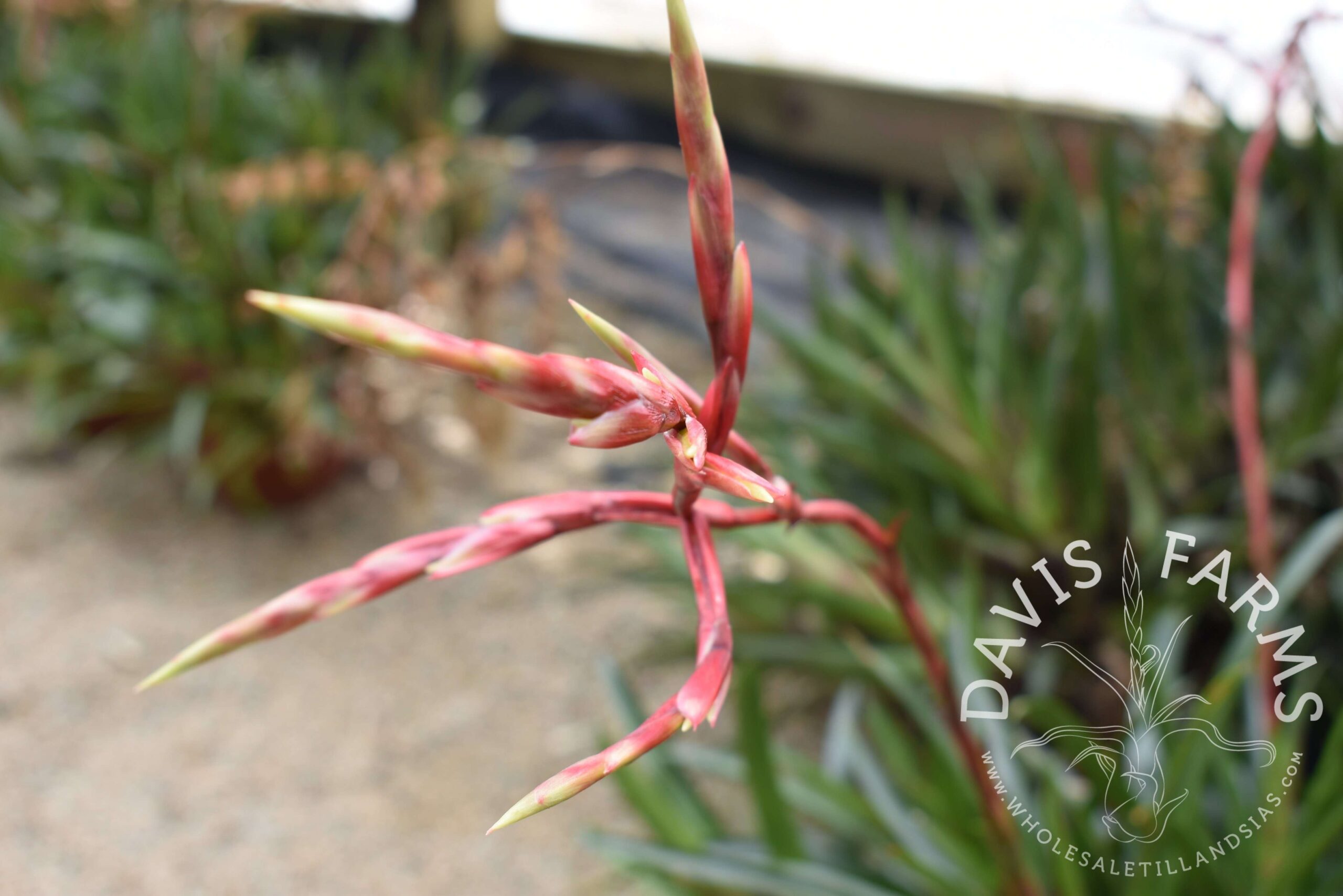 Vriesea corcovadensis