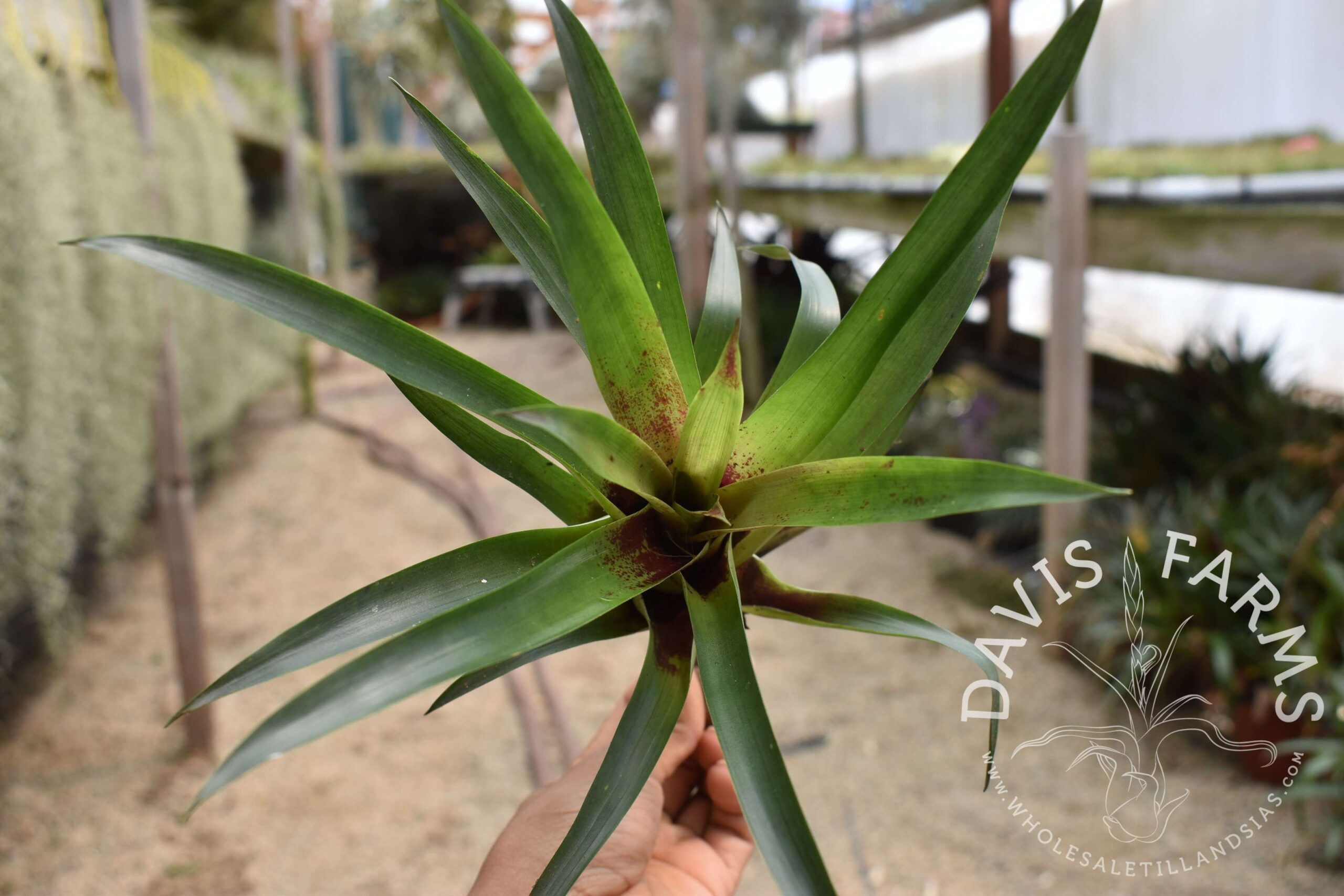 Vriesea corcovadensis