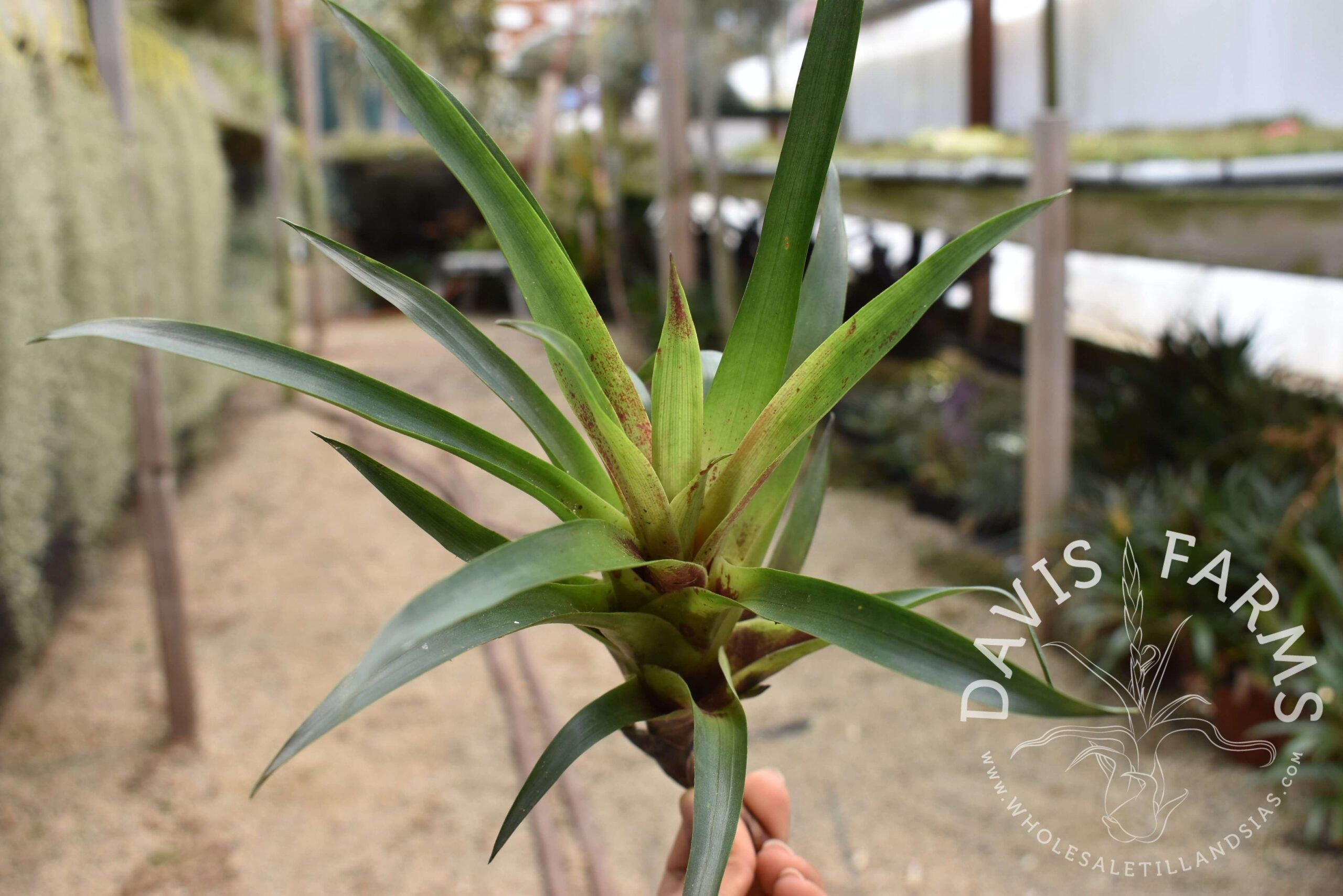 Vriesea corcovadensis