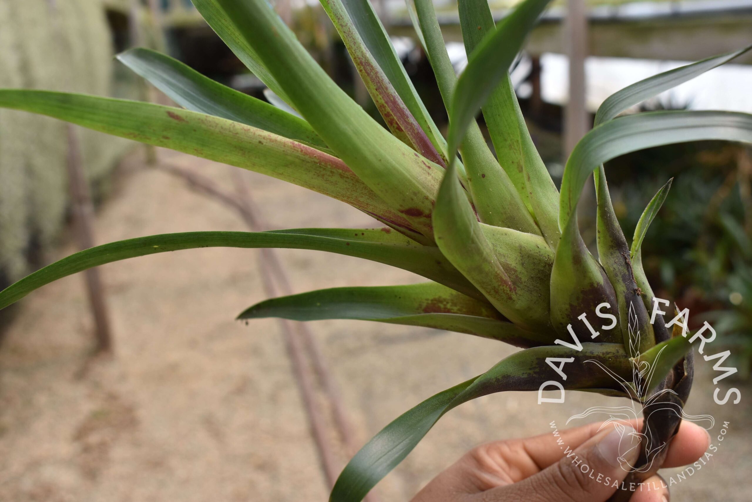 Vriesea corcovadensis