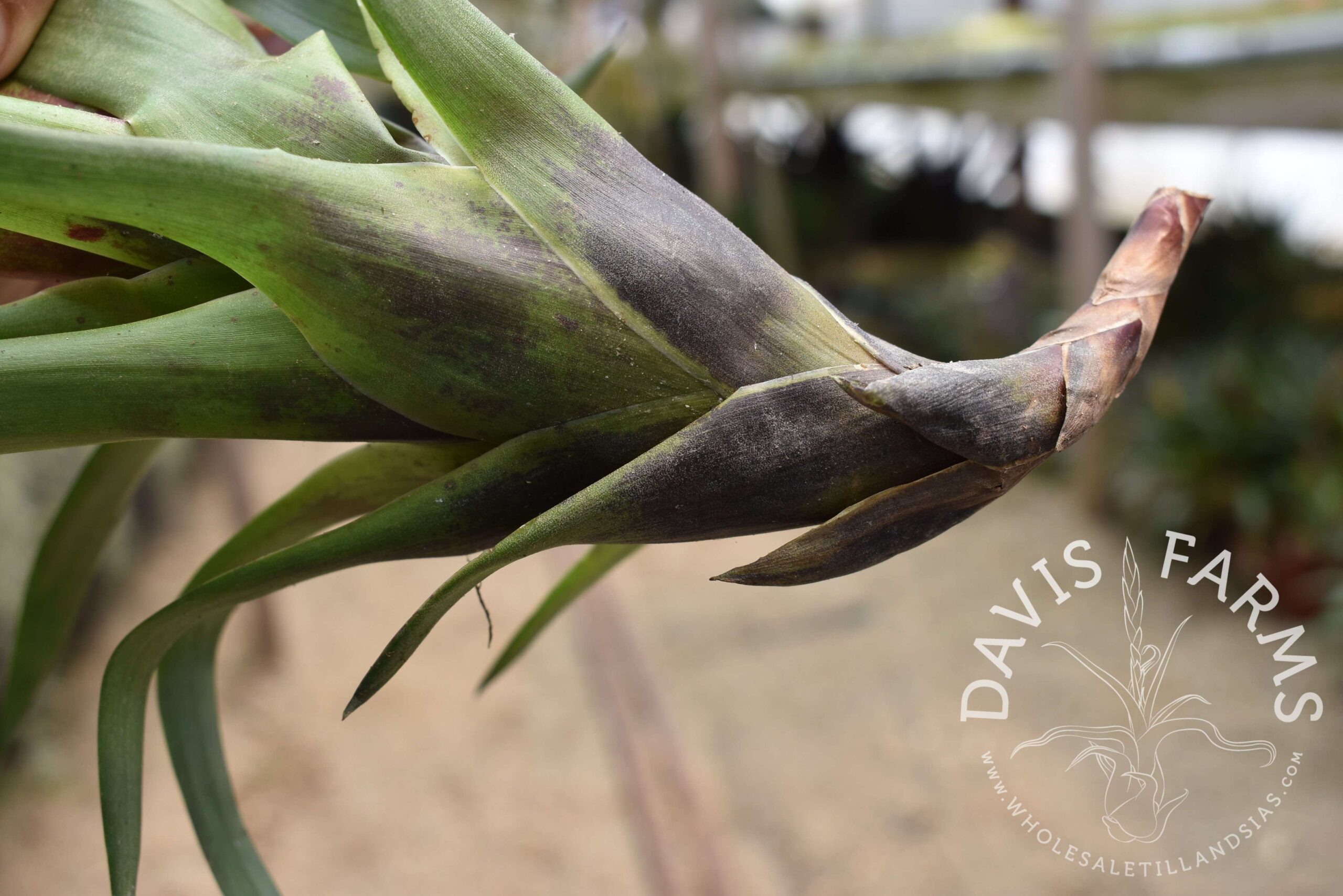 Vriesea corcovadensis