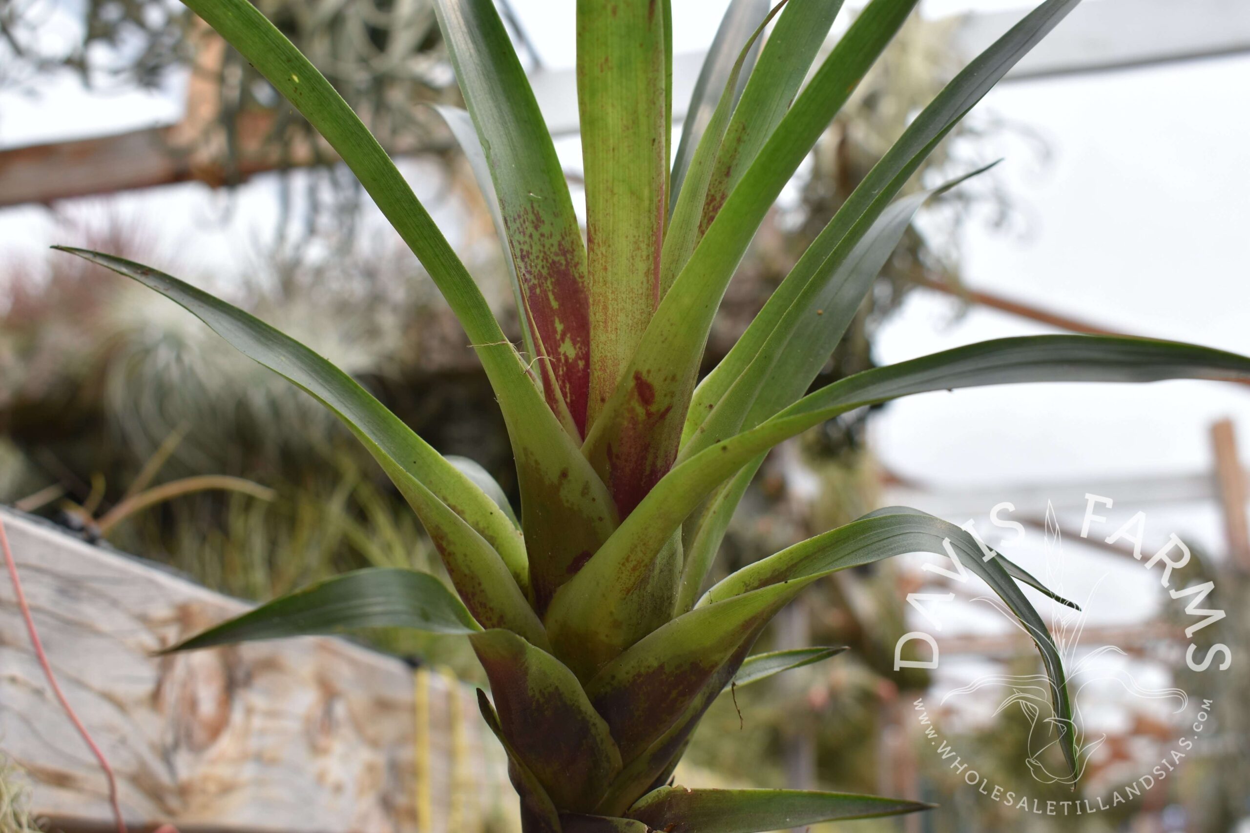 Vriesea corcovadensis