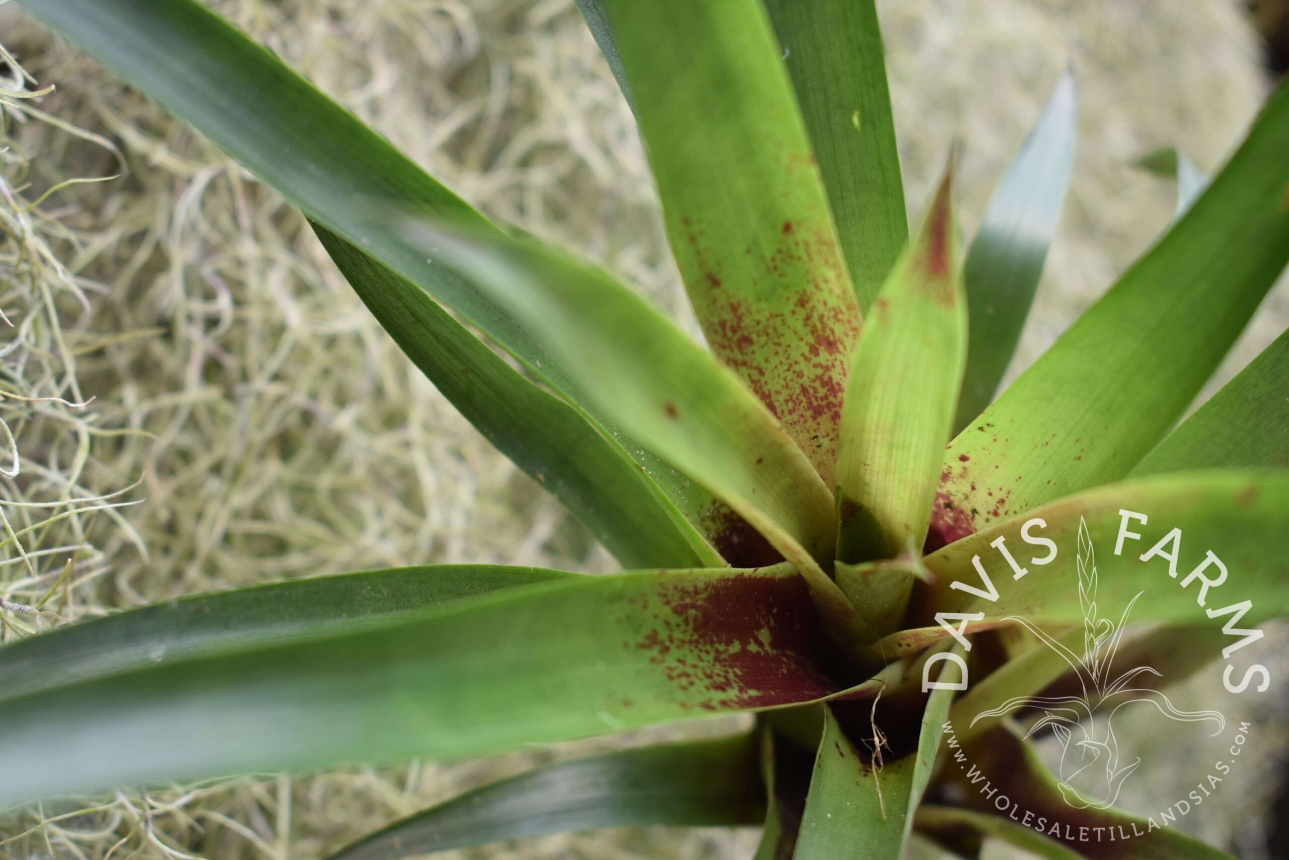 Vriesea corcovadensis