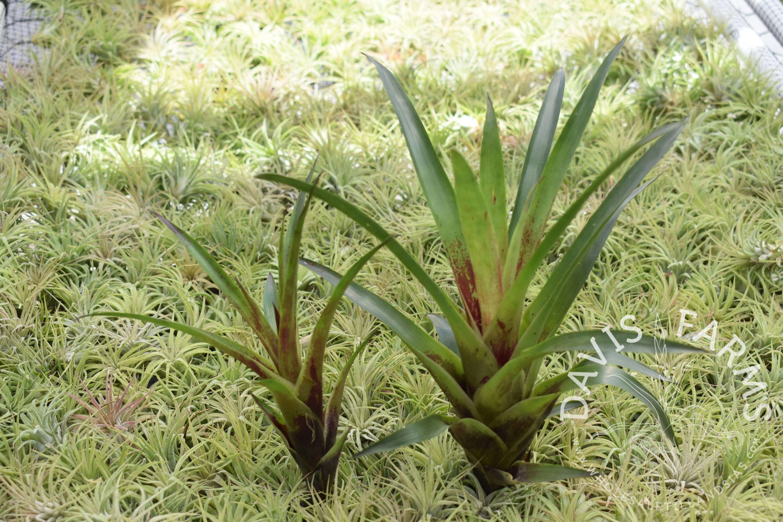 Vriesea corcovadensis