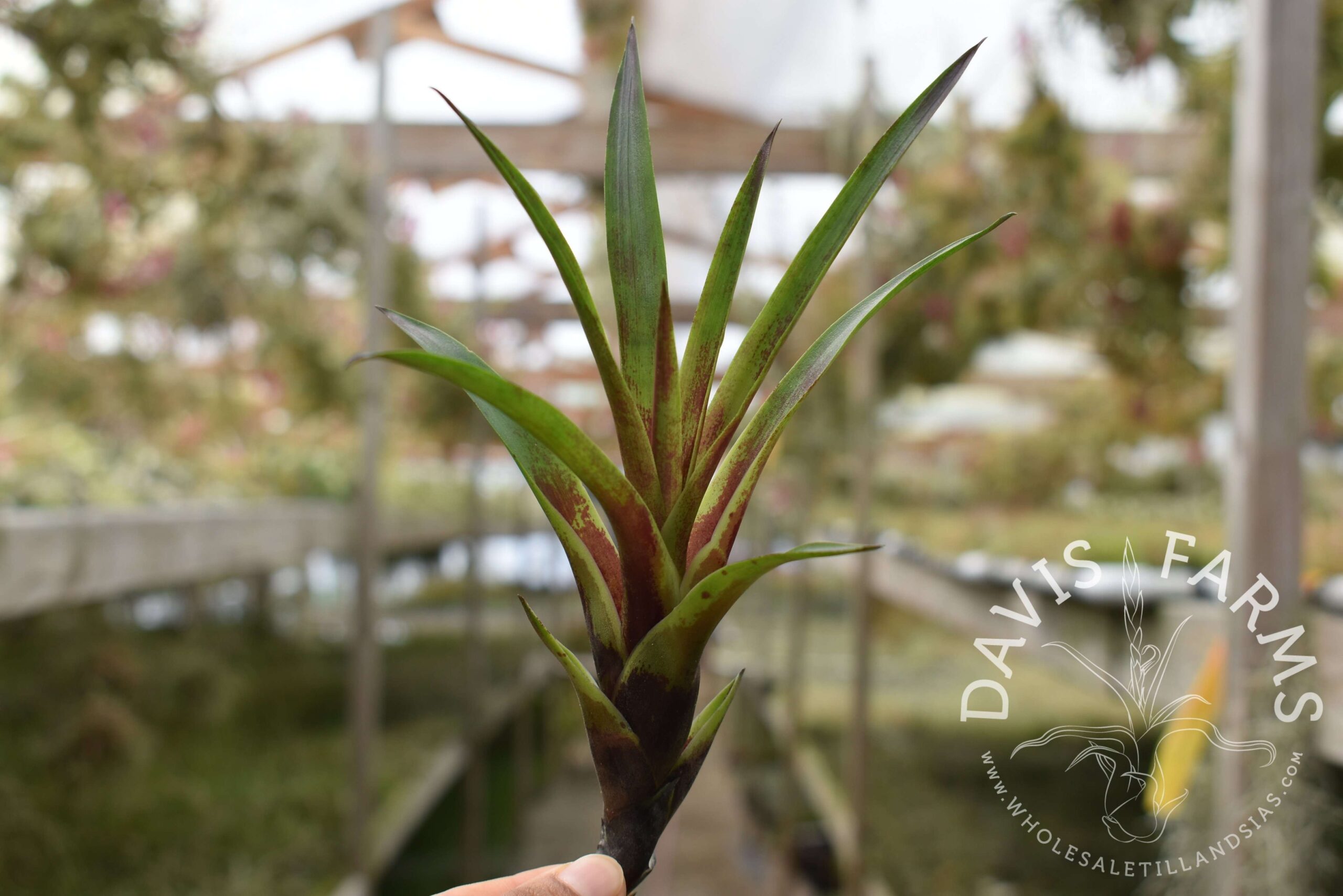 Vriesea corcovadensis