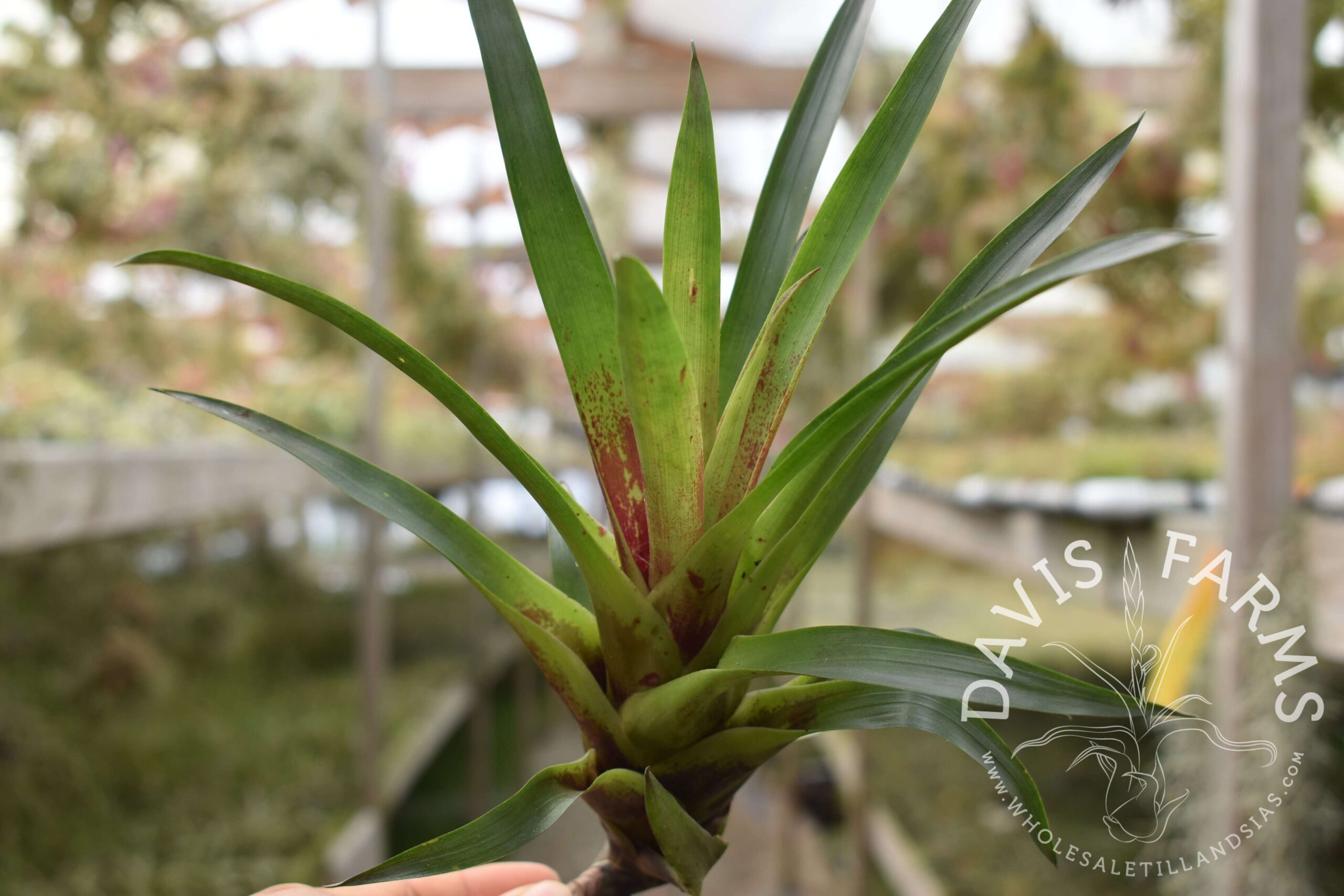 Vriesea corcovadensis