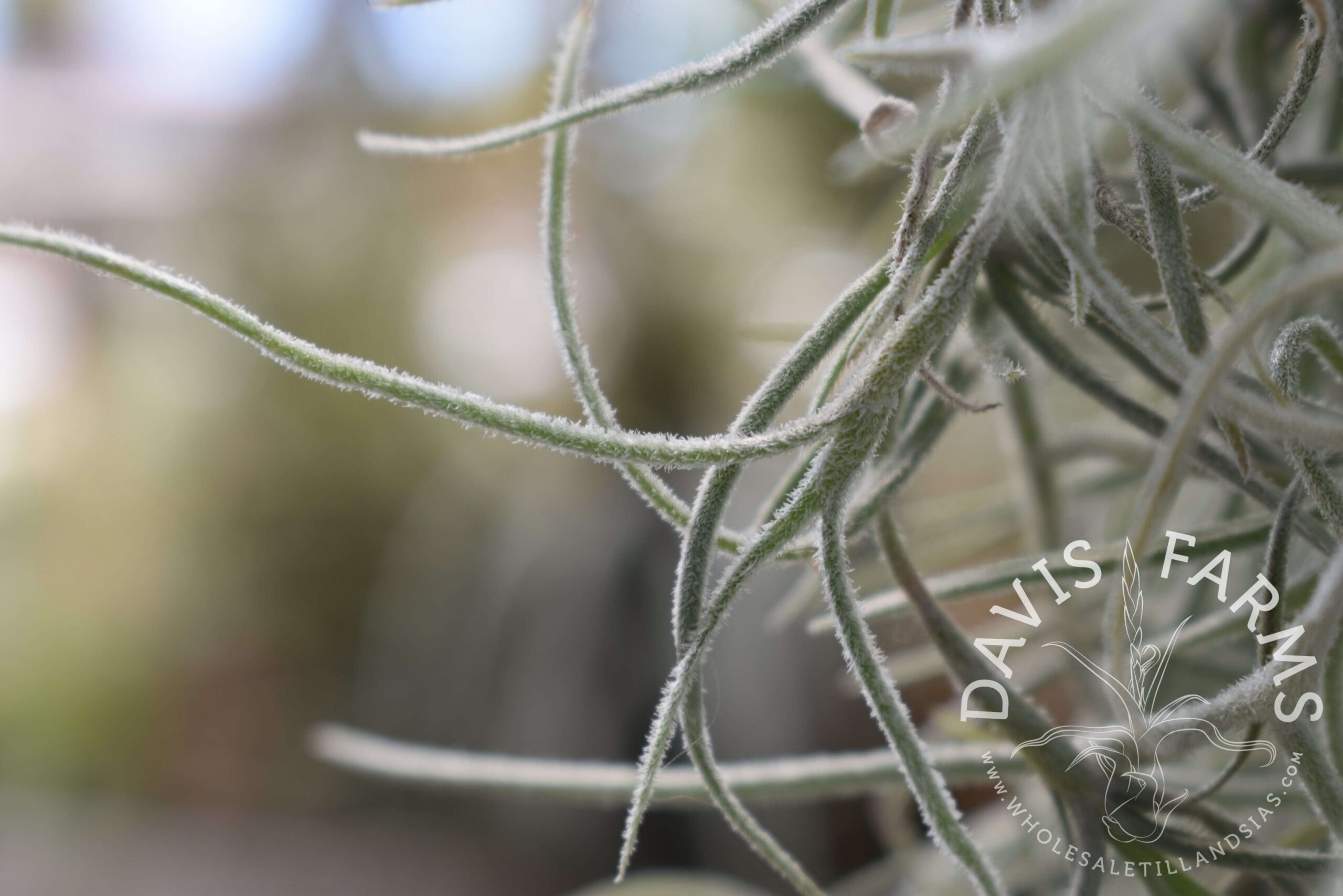 Tillandsia usneoides, Thick Form (Spanish Moss) clump