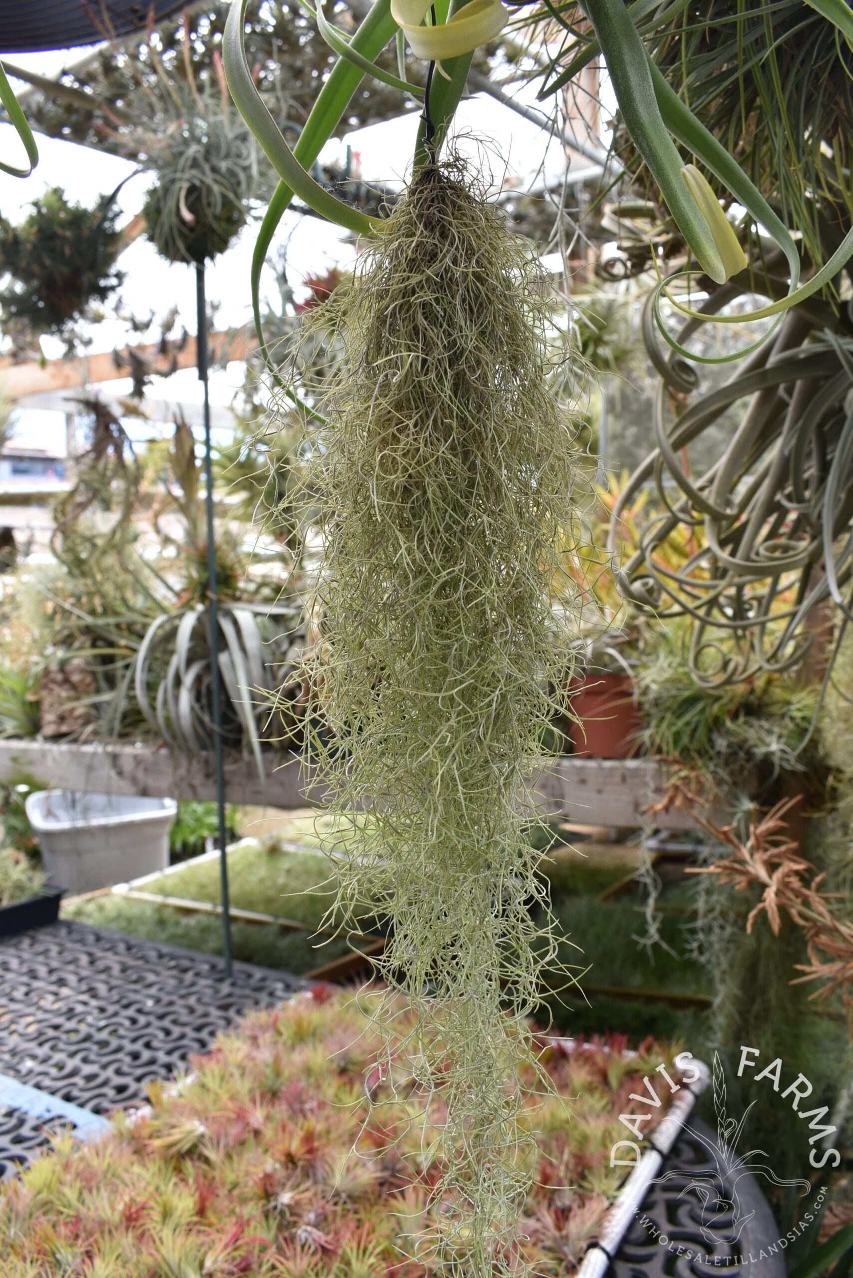 Tillandsia usneoides, super fine green, Spanish moss