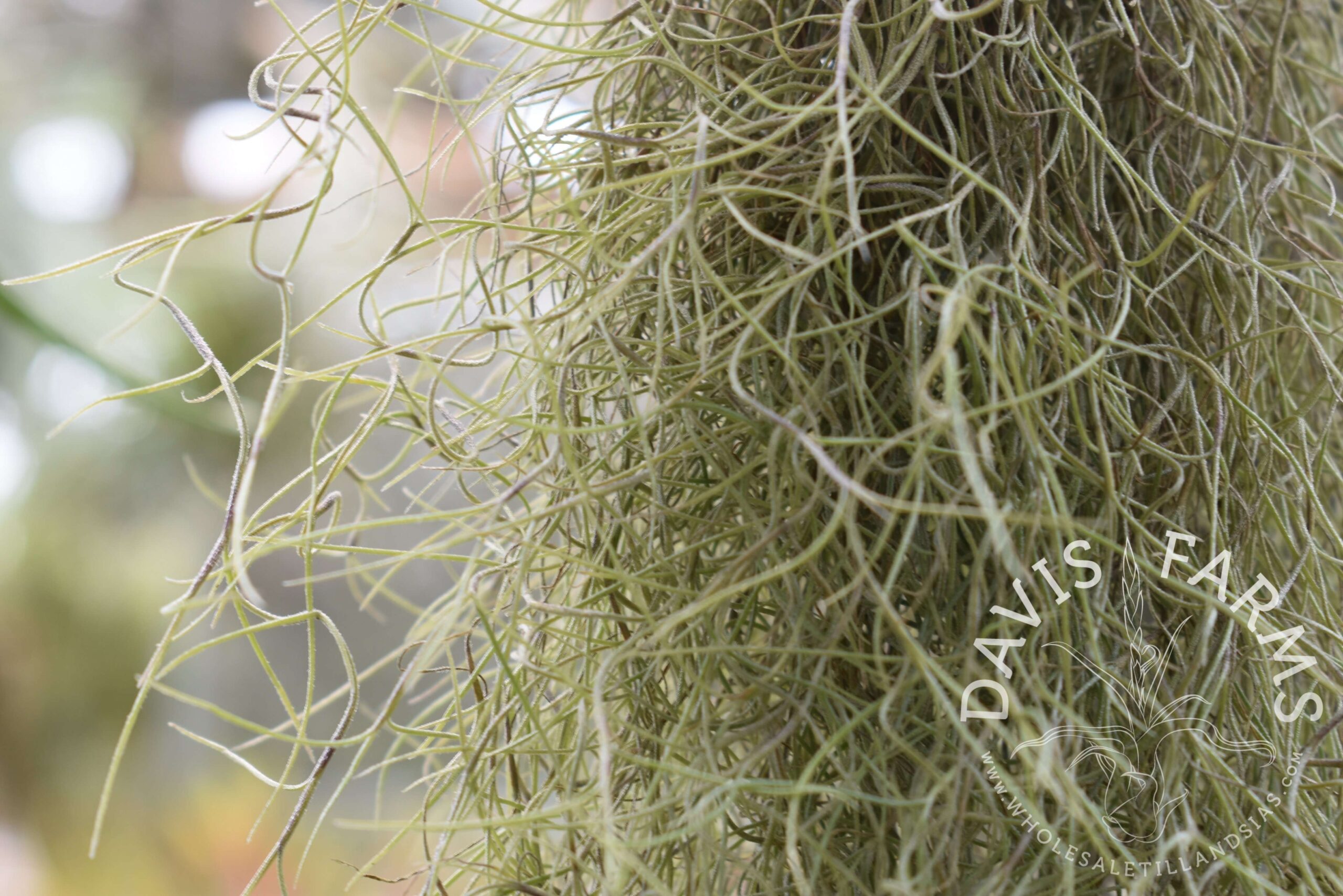 Tillandsia usneoides, super fine green, Spanish moss