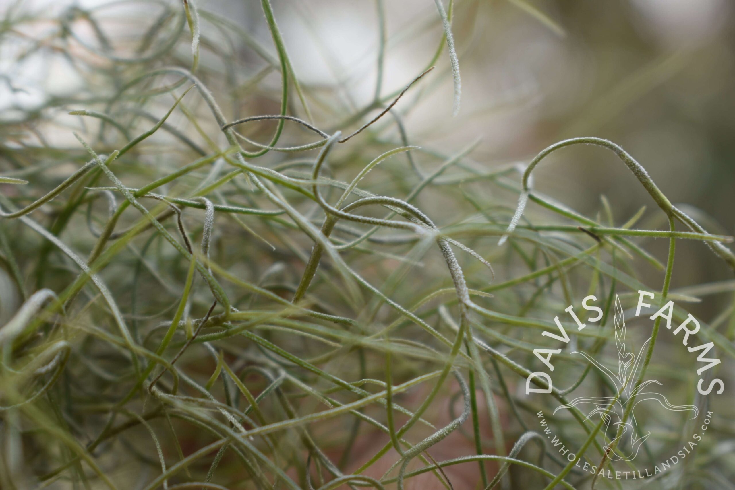 Tillandsia usneoides, super fine green, Spanish moss