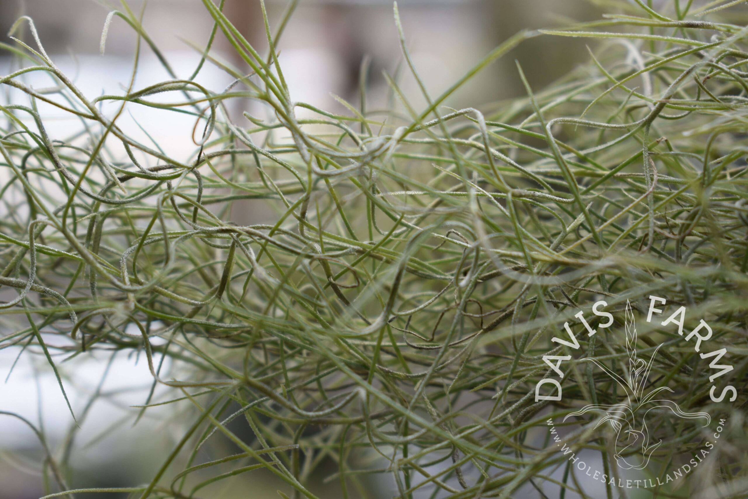 Tillandsia usneoides, super fine green, Spanish moss