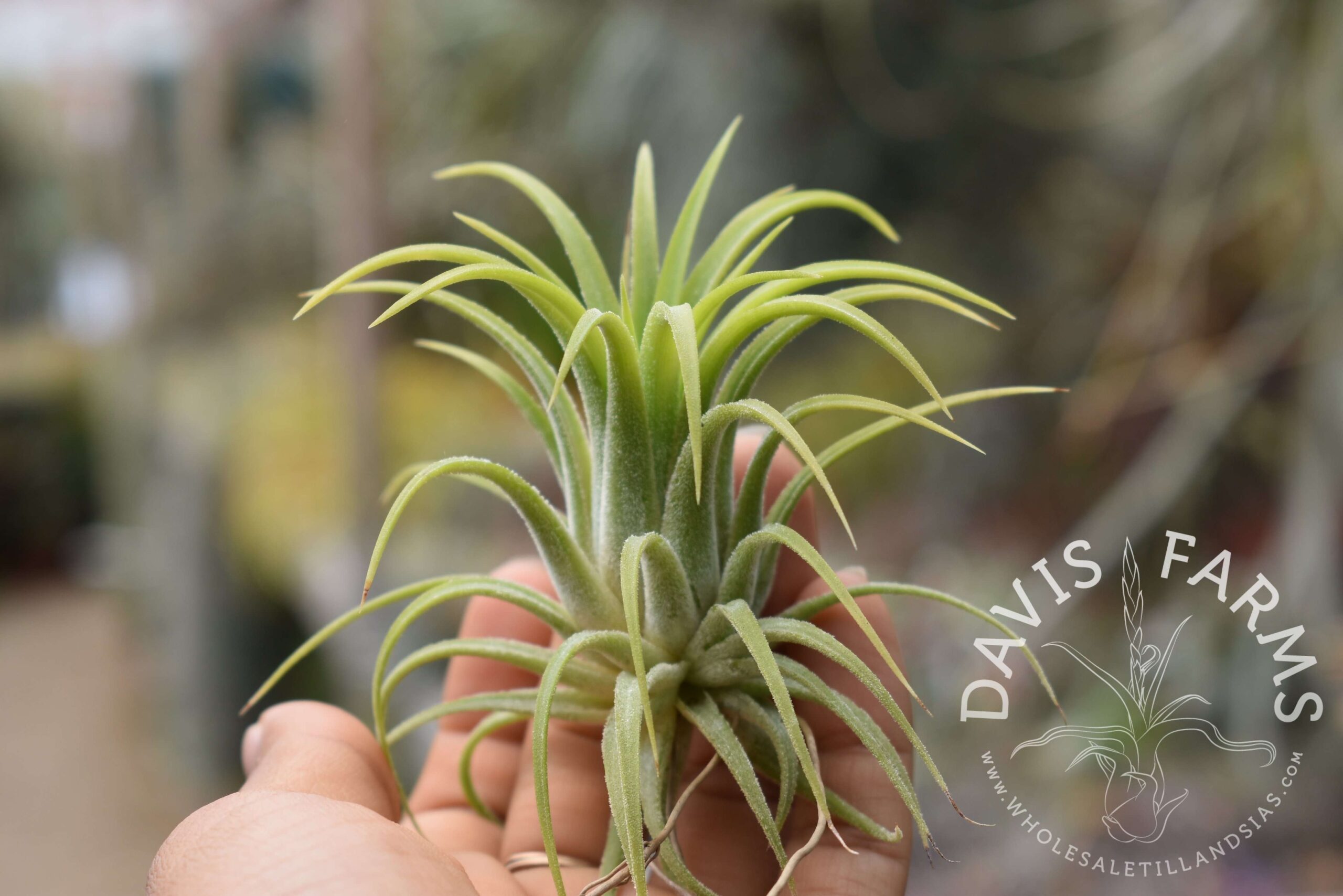 Tillandsia ionantha 'druid'