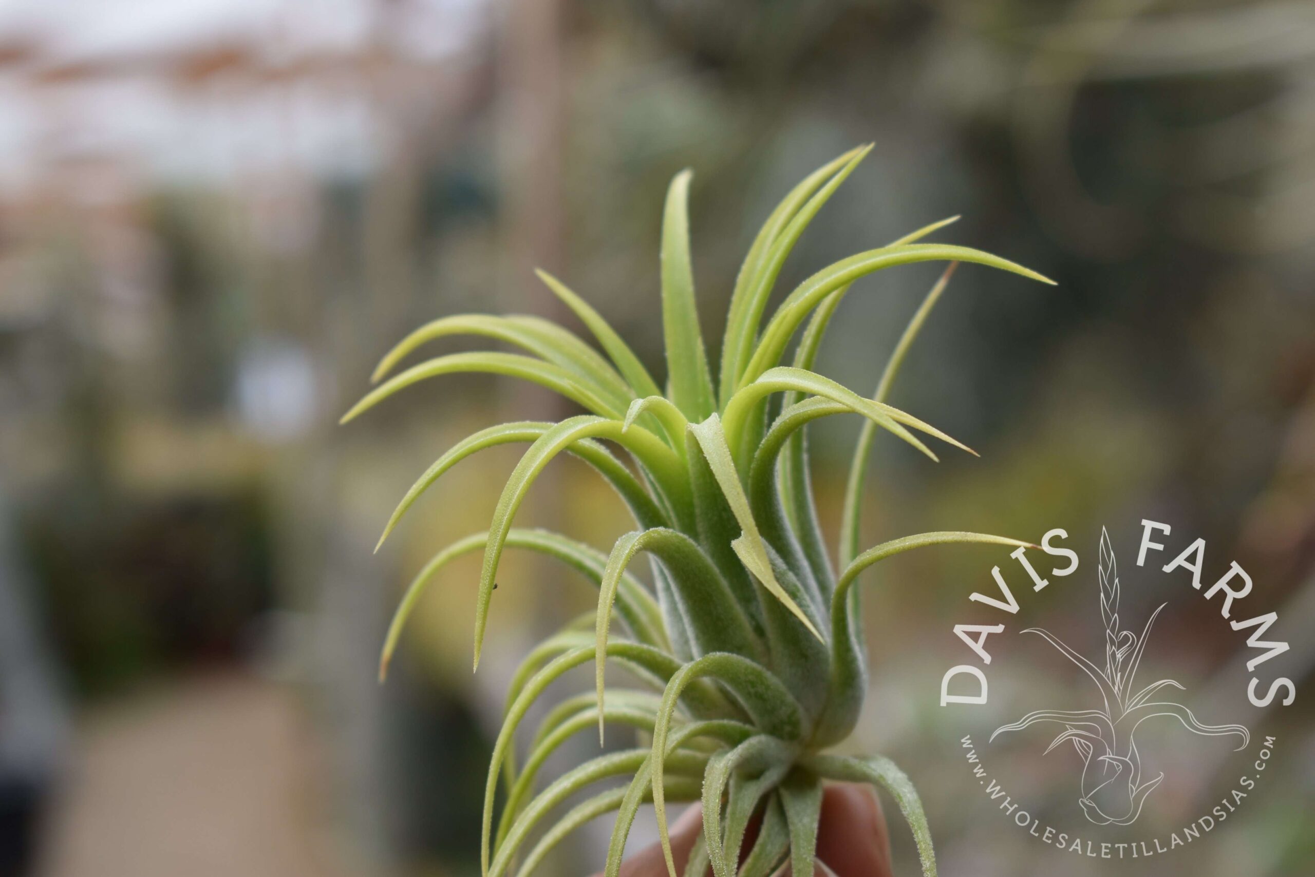 Tillandsia ionantha 'druid'