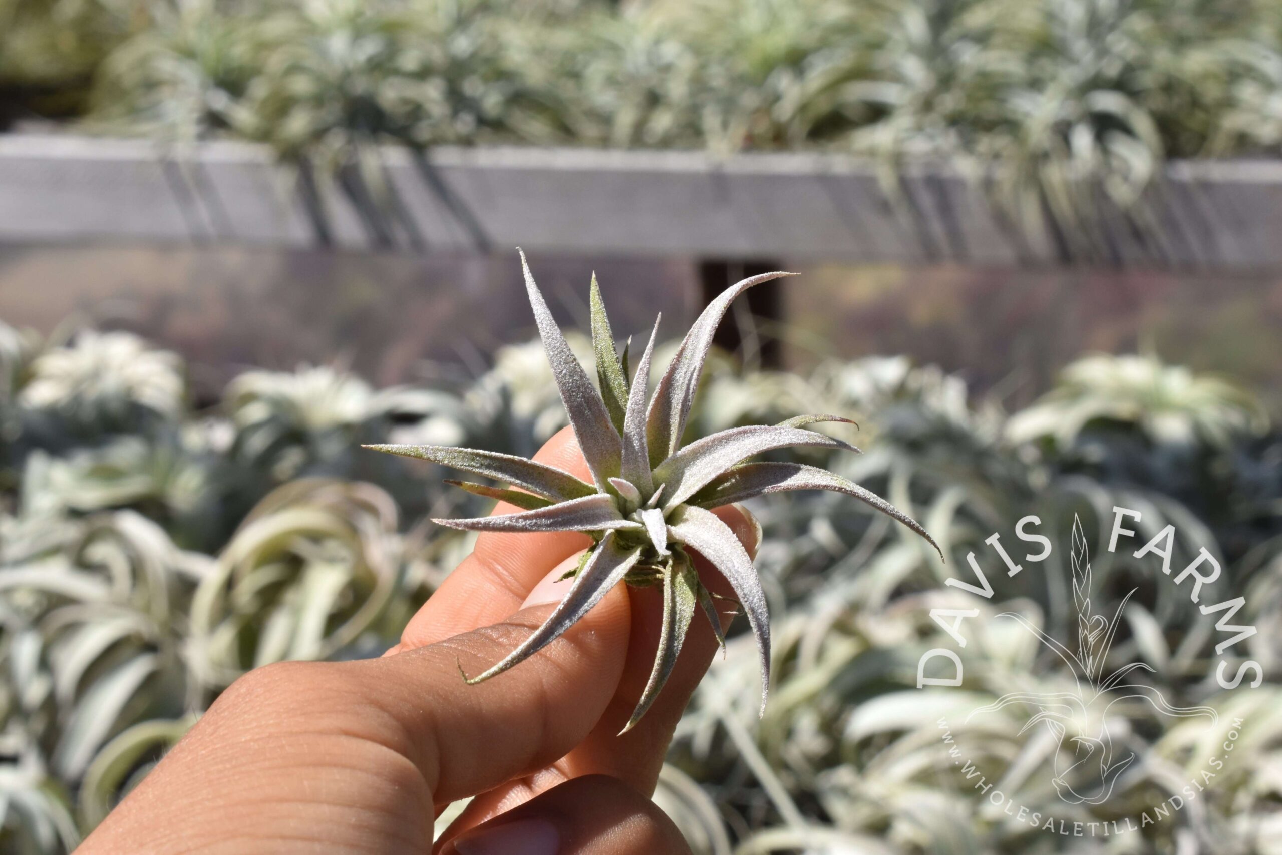 Tillandsia chiapensis