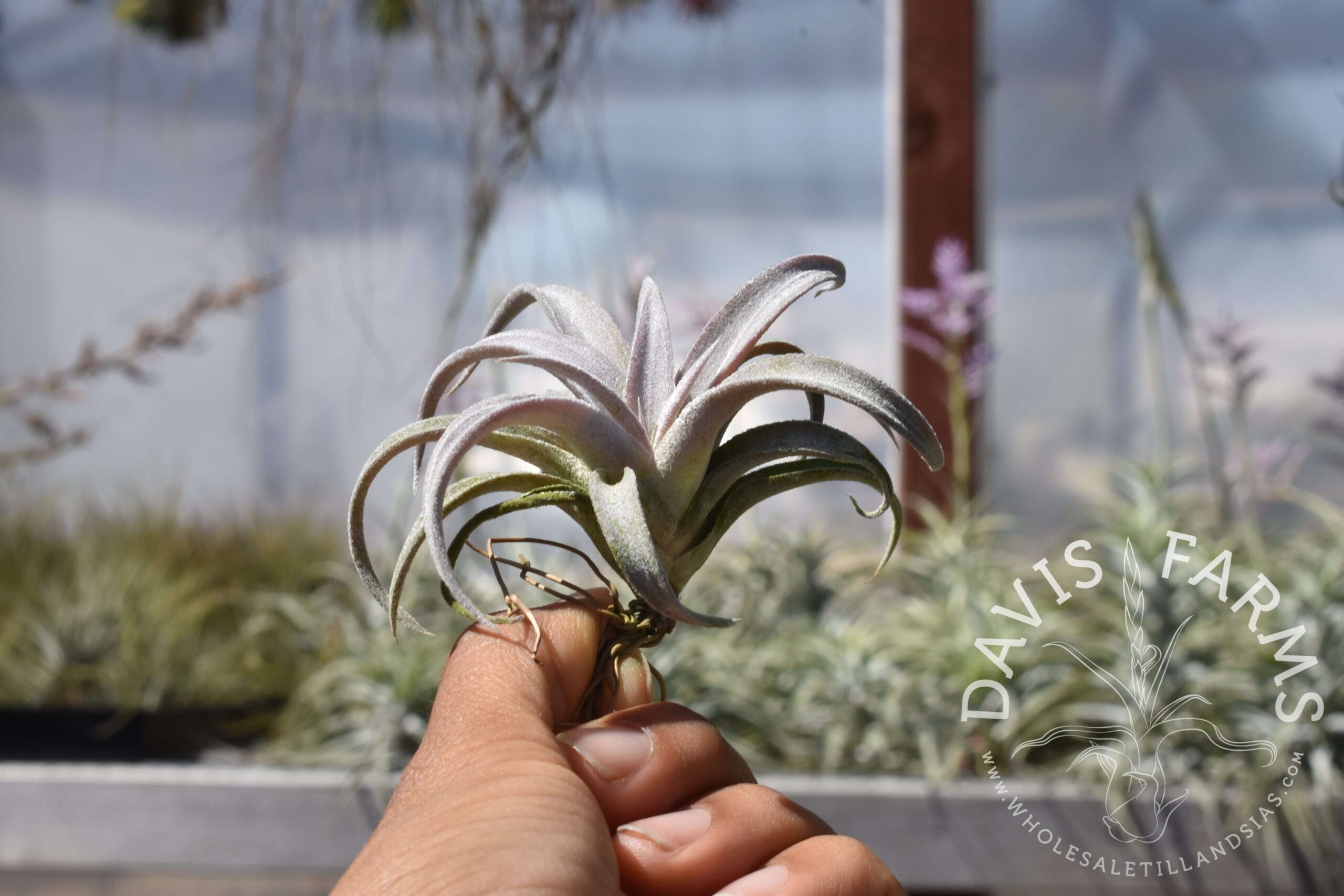 Tillandsia chiapensis