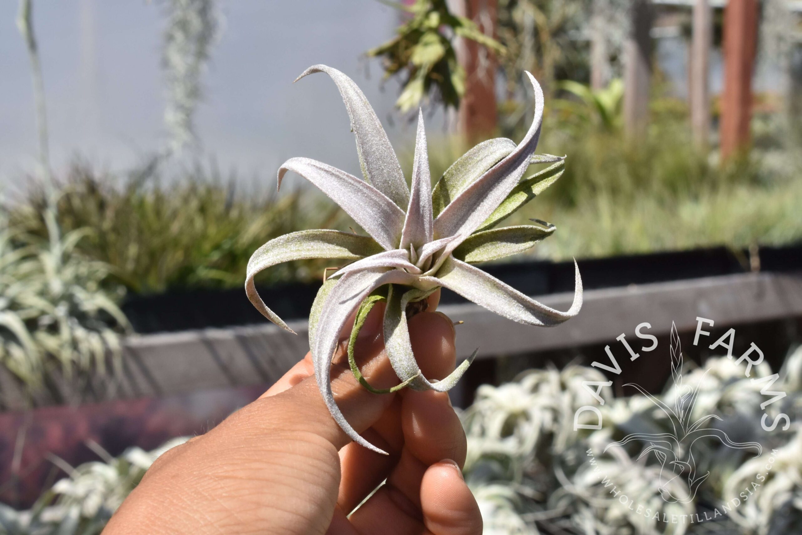Tillandsia chiapensis