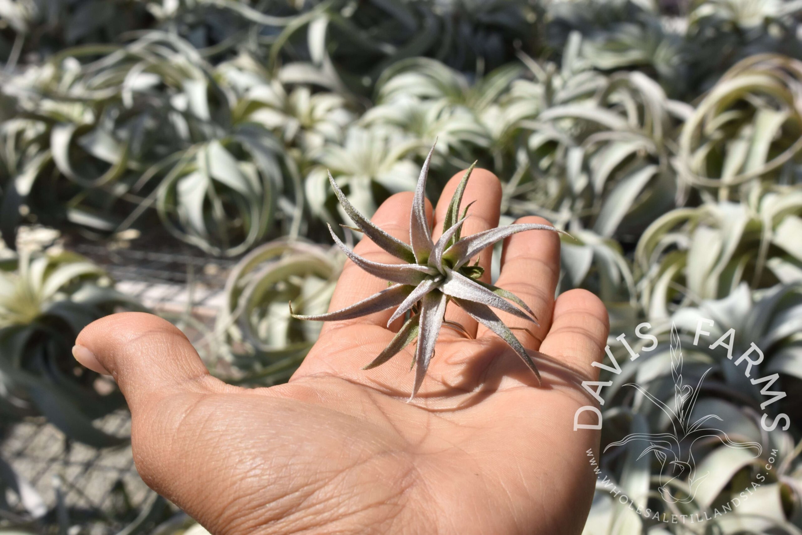 Tillandsia chiapensis