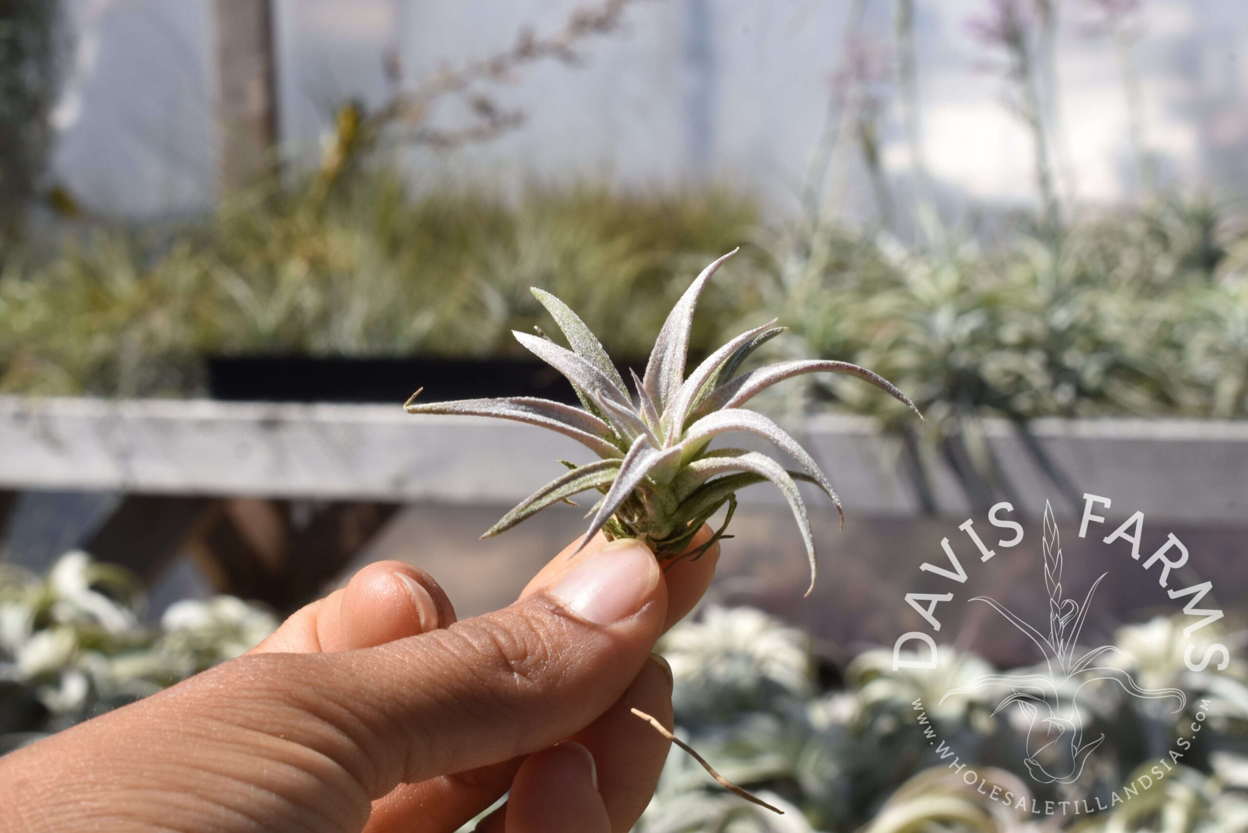 Tillandsia chiapensis