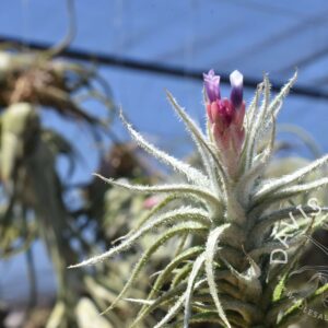 Tillandsia stellifera