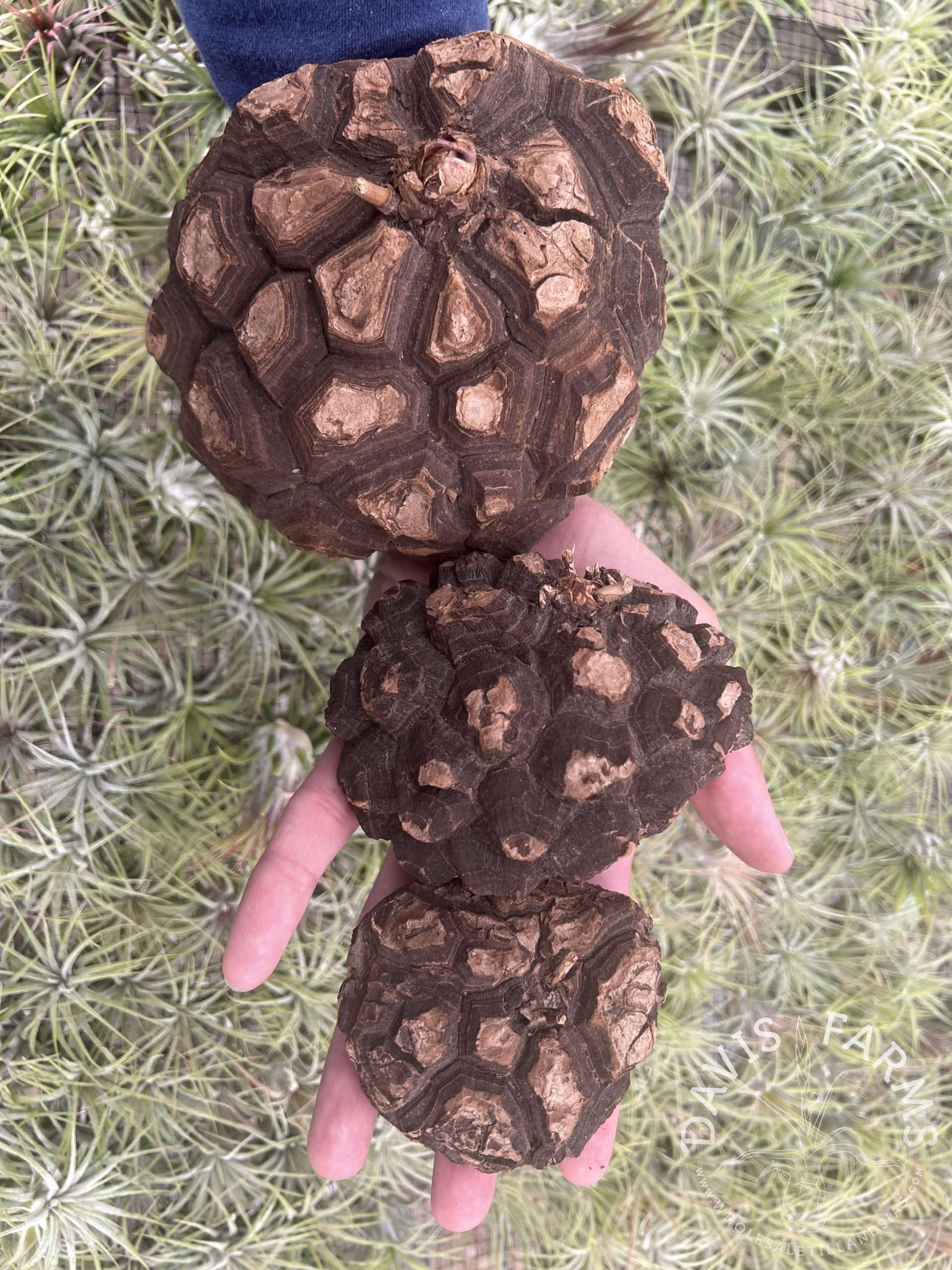 Dioscorea elephantipes