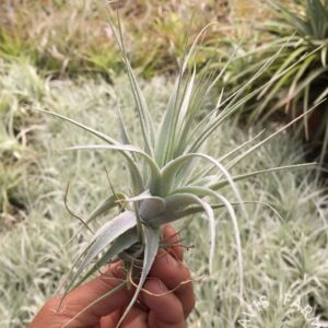 Tillandsia gardneri, Morro do Chapeu
