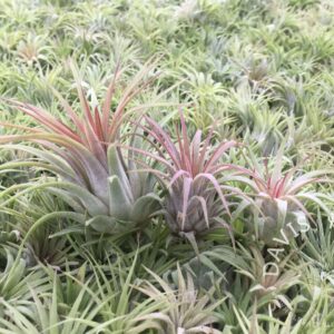 Tillandsia ionantha rubra