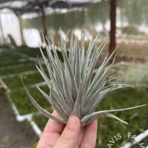 Tillandsia kautskyi hybrid silver clone