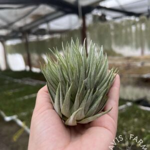 Tillandsia kautskyi hybrid green clone