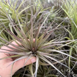 Geminiflora Hybrid IN BLOOM