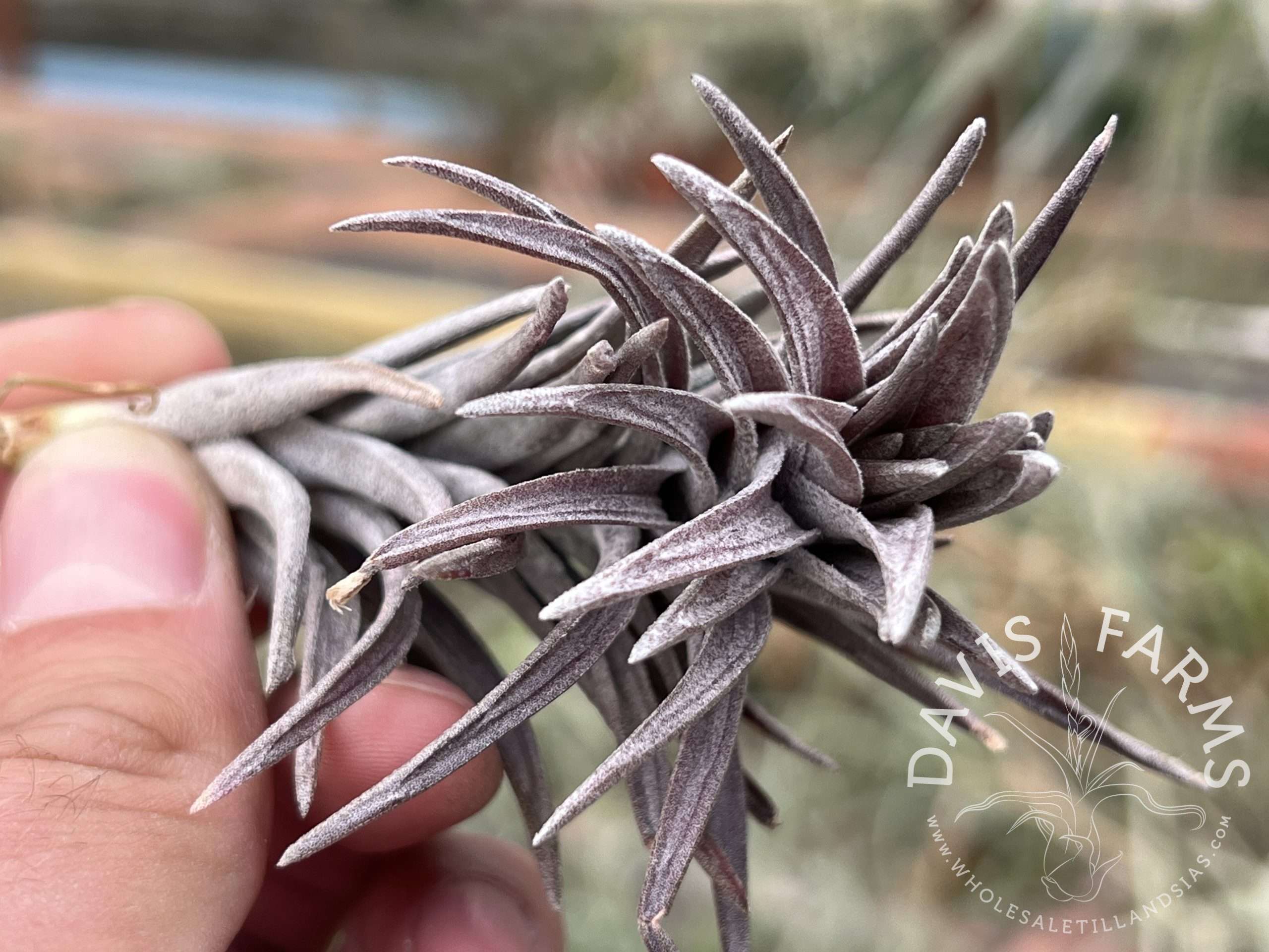Tillandsia neglecta Purple Form