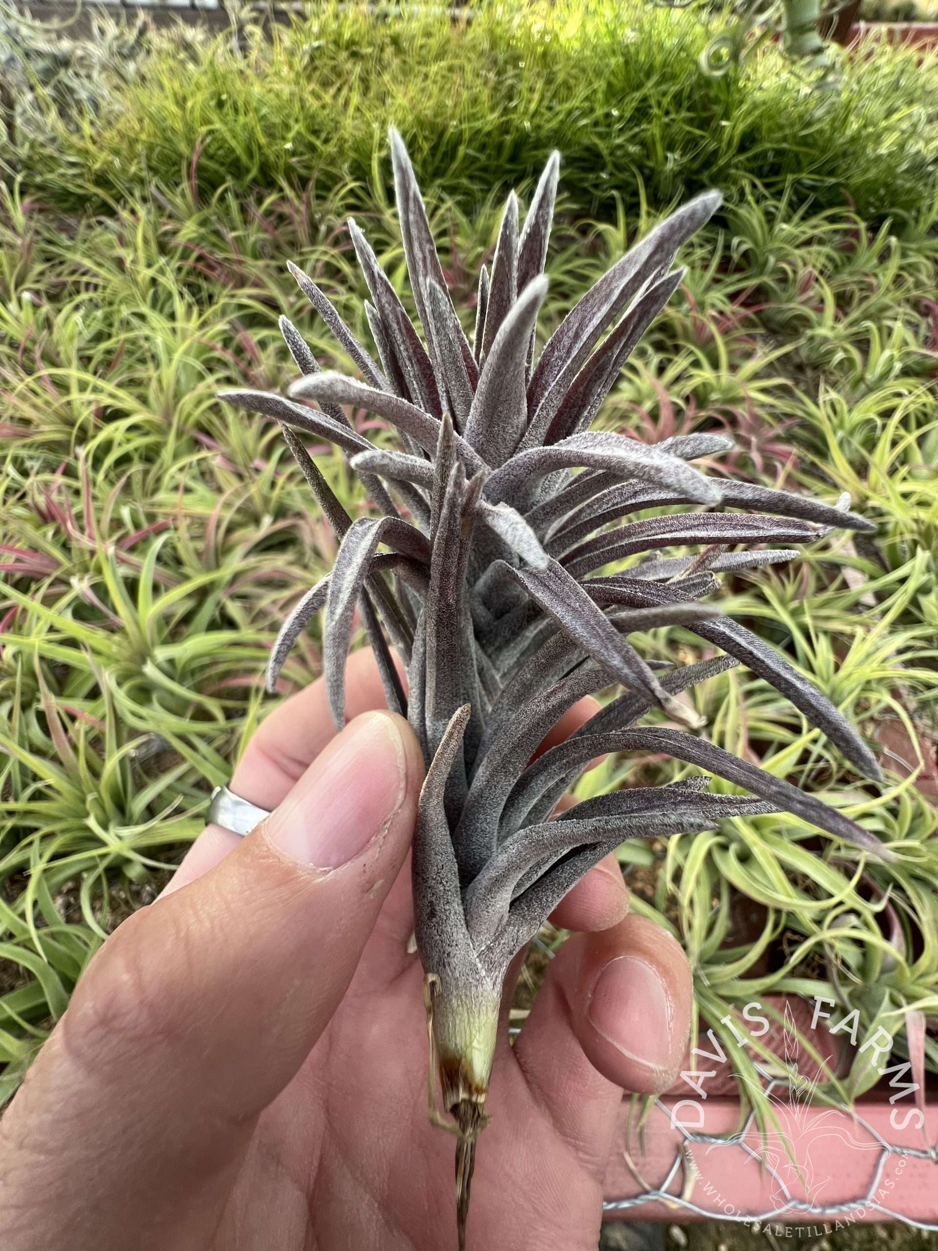 Tillandsia neglecta Purple Form