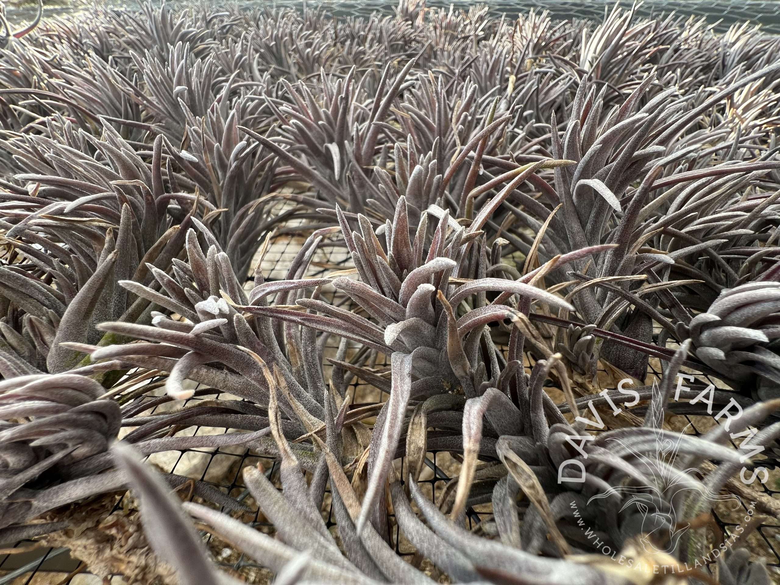 Tillandsia neglecta Purple Form